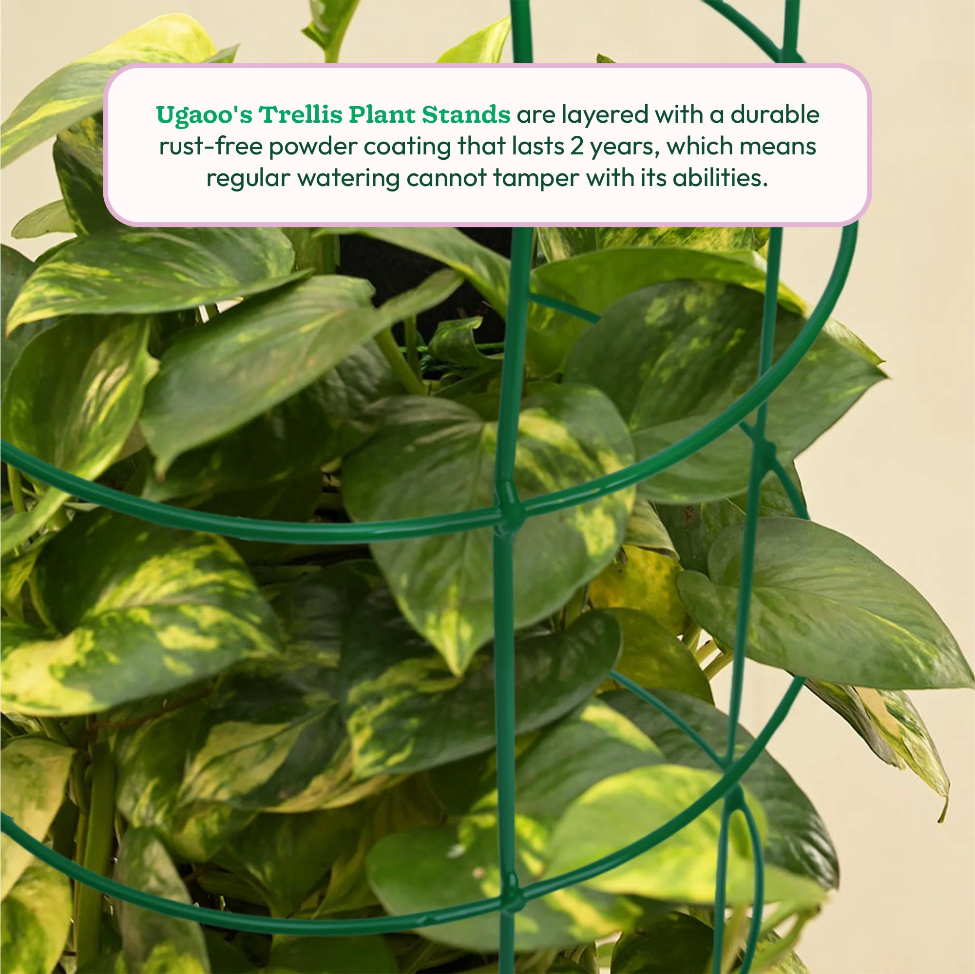 Trellis Plant Support Stands - Set of 3 - Image 5