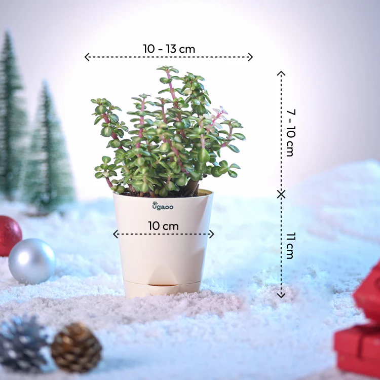Tri-colour Jade Plant for Christmas - Image 4