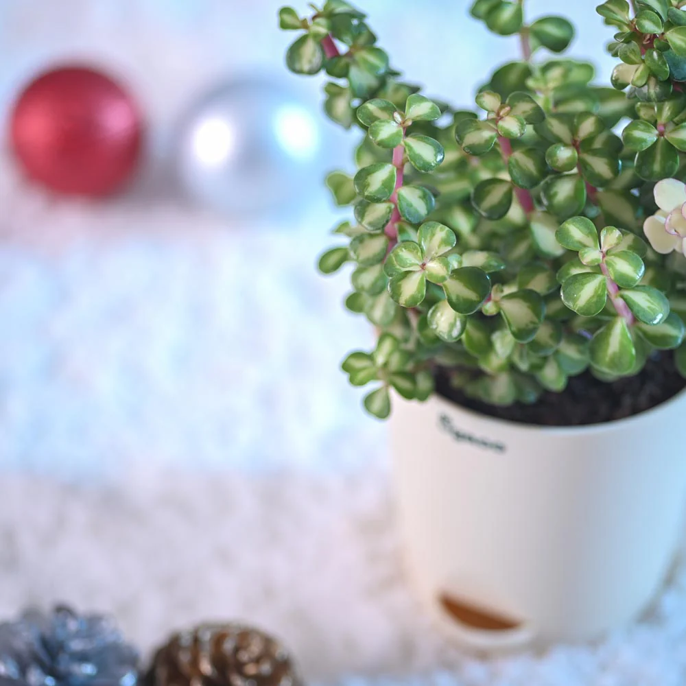 Tri-colour Jade Plant for Christmas - Image 6