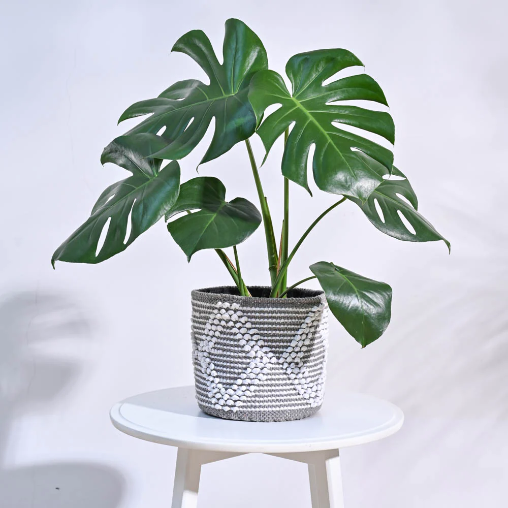 Trinket Cotton Planter - Image 6