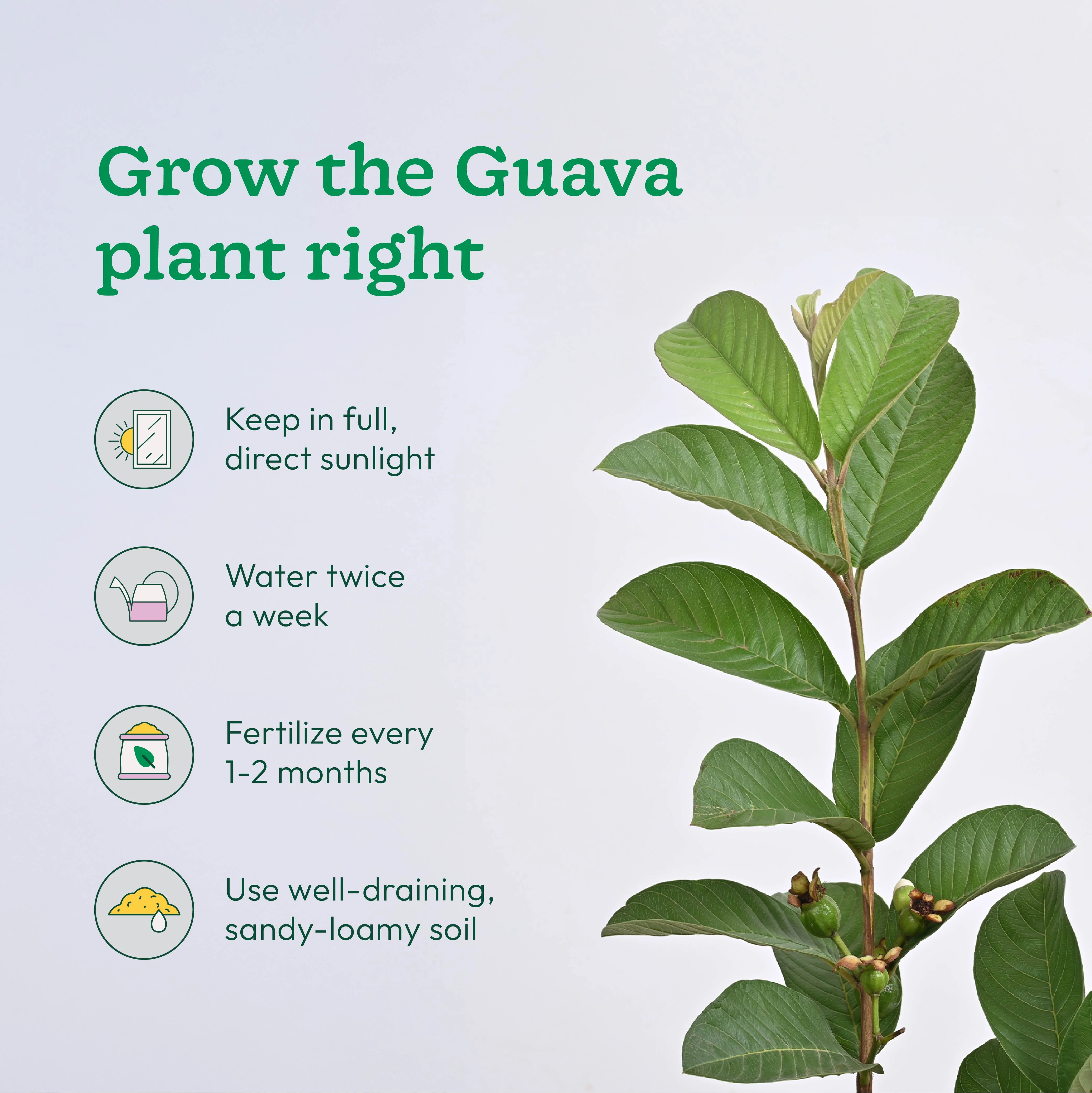 Mango, Guava, Chiku - Combo of 3 Fruit Plants with Grow Bag - Image 3