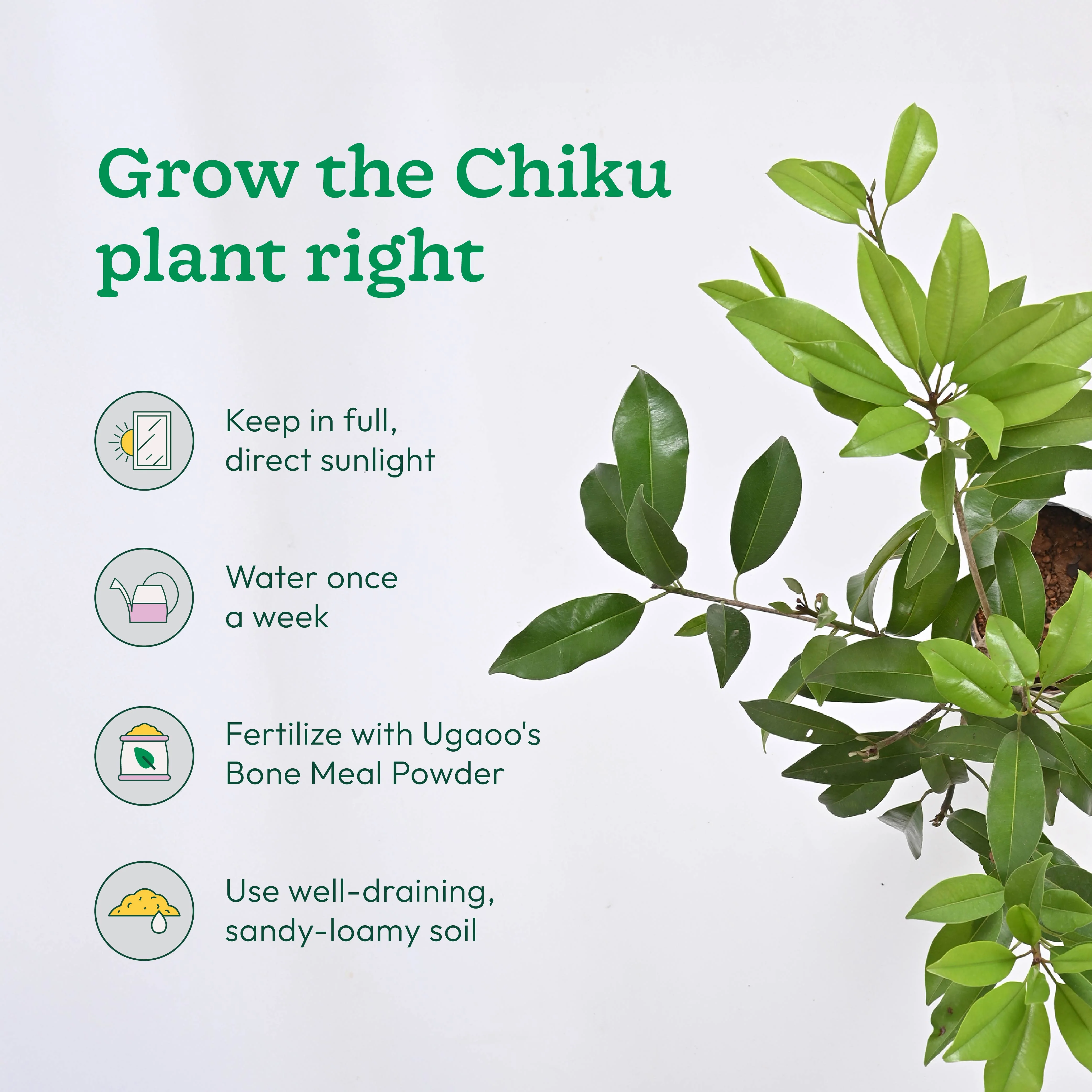 Mango, Guava, Chiku - Combo of 3 Fruit Plants with Grow Bag - Image 4