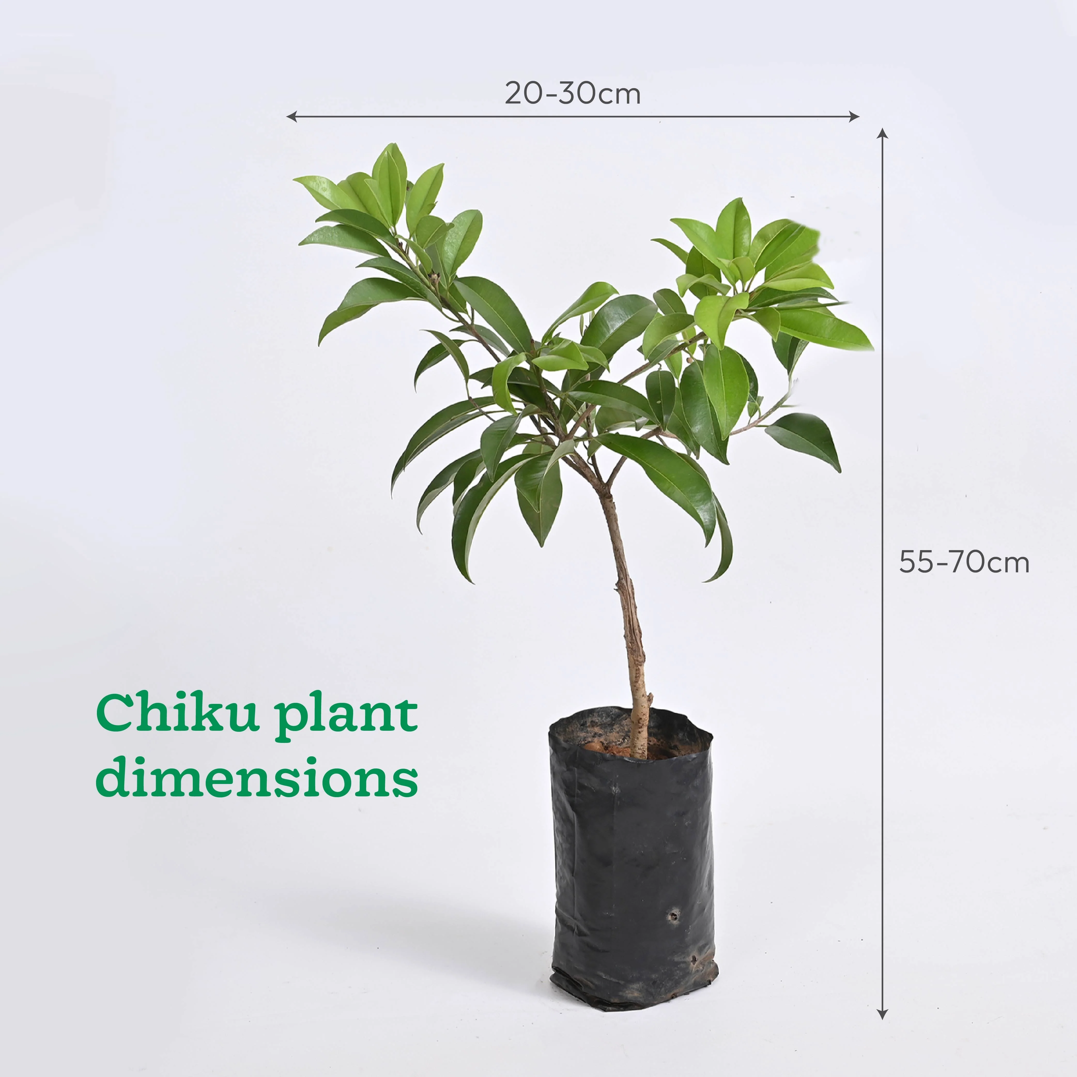 Mango, Guava, Chiku - Combo of 3 Fruit Plants with Grow Bag - Image 5