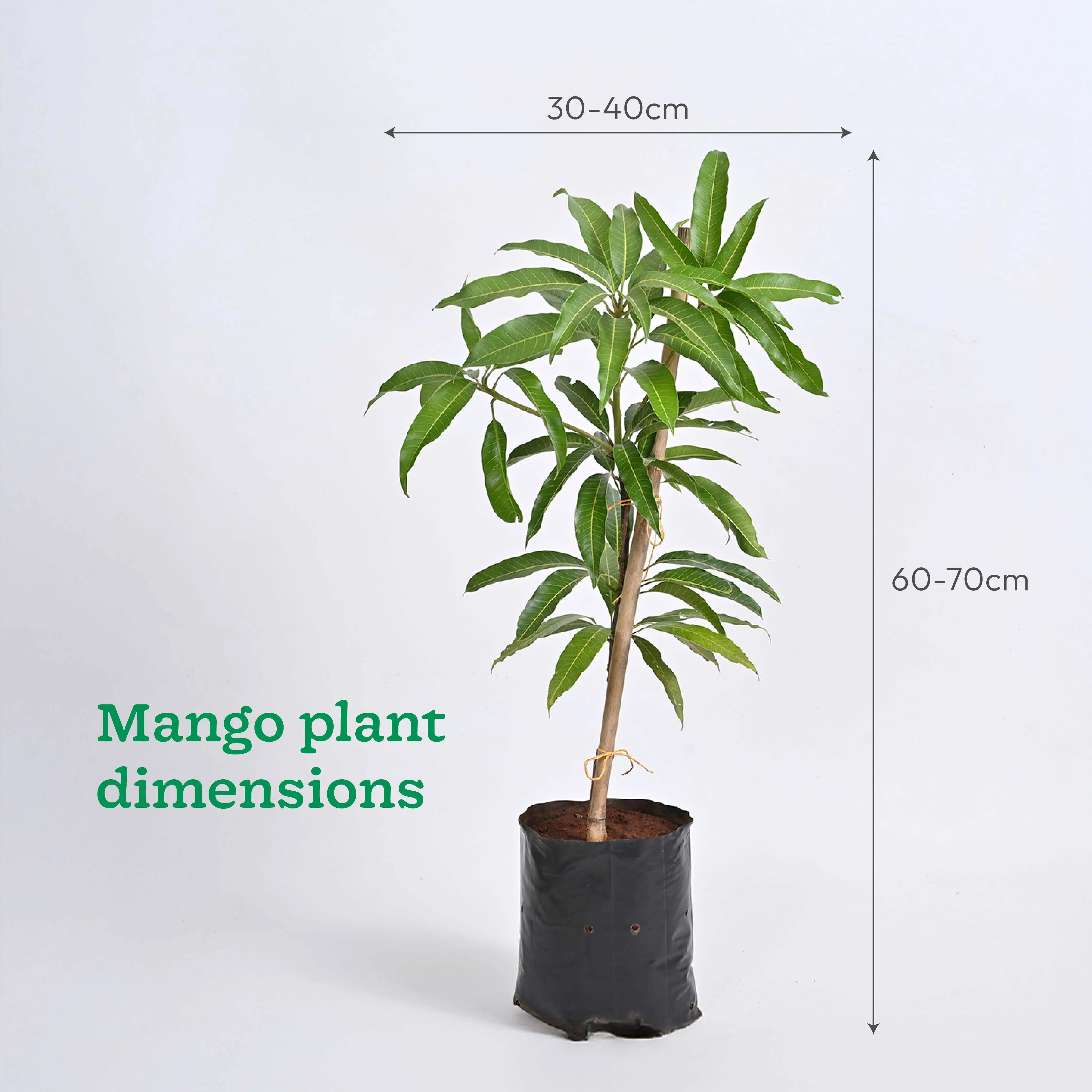 Mango, Guava, Chiku - Combo of 3 Fruit Plants with Grow Bag - Image 6