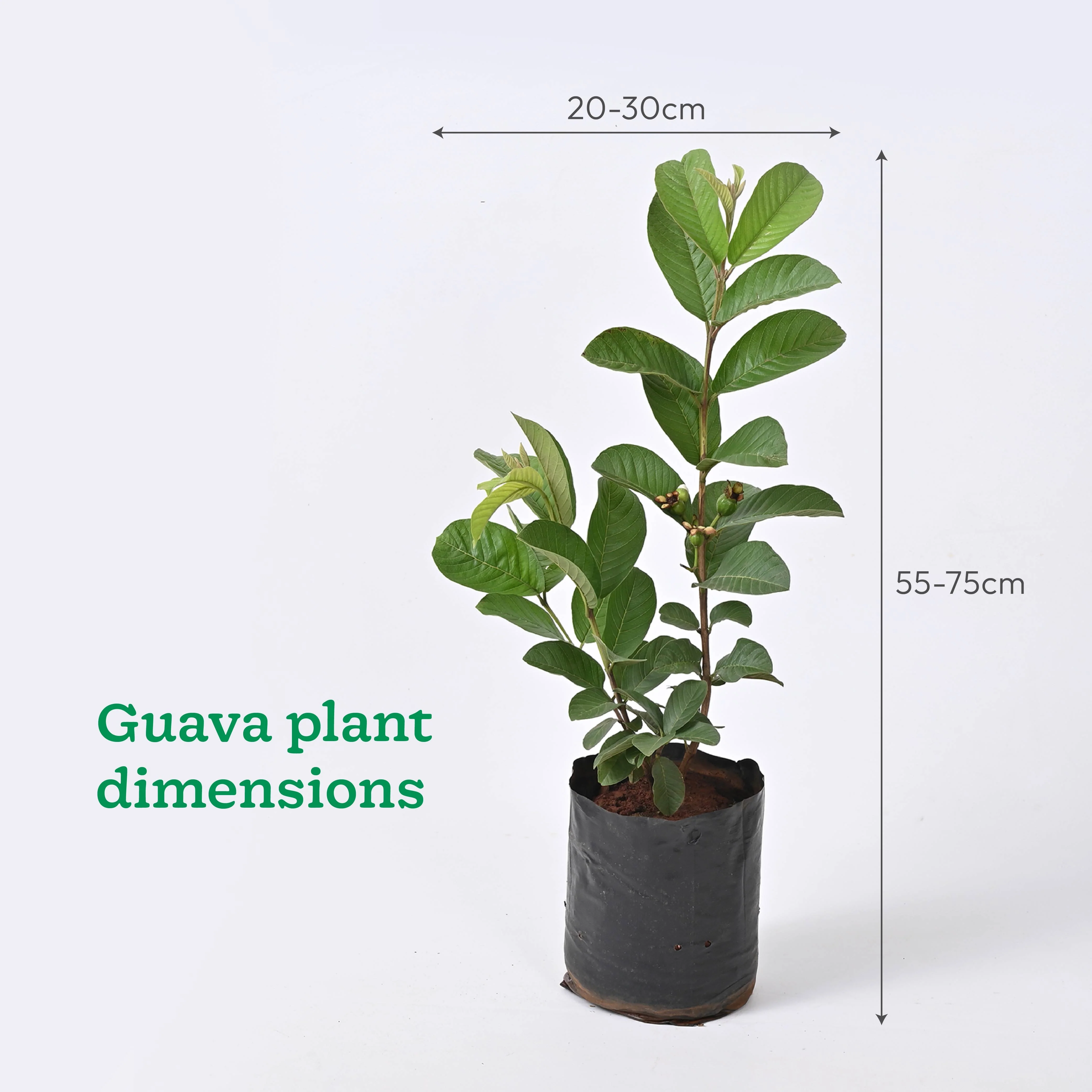 Mango, Guava, Chiku - Combo of 3 Fruit Plants with Grow Bag - Image 7