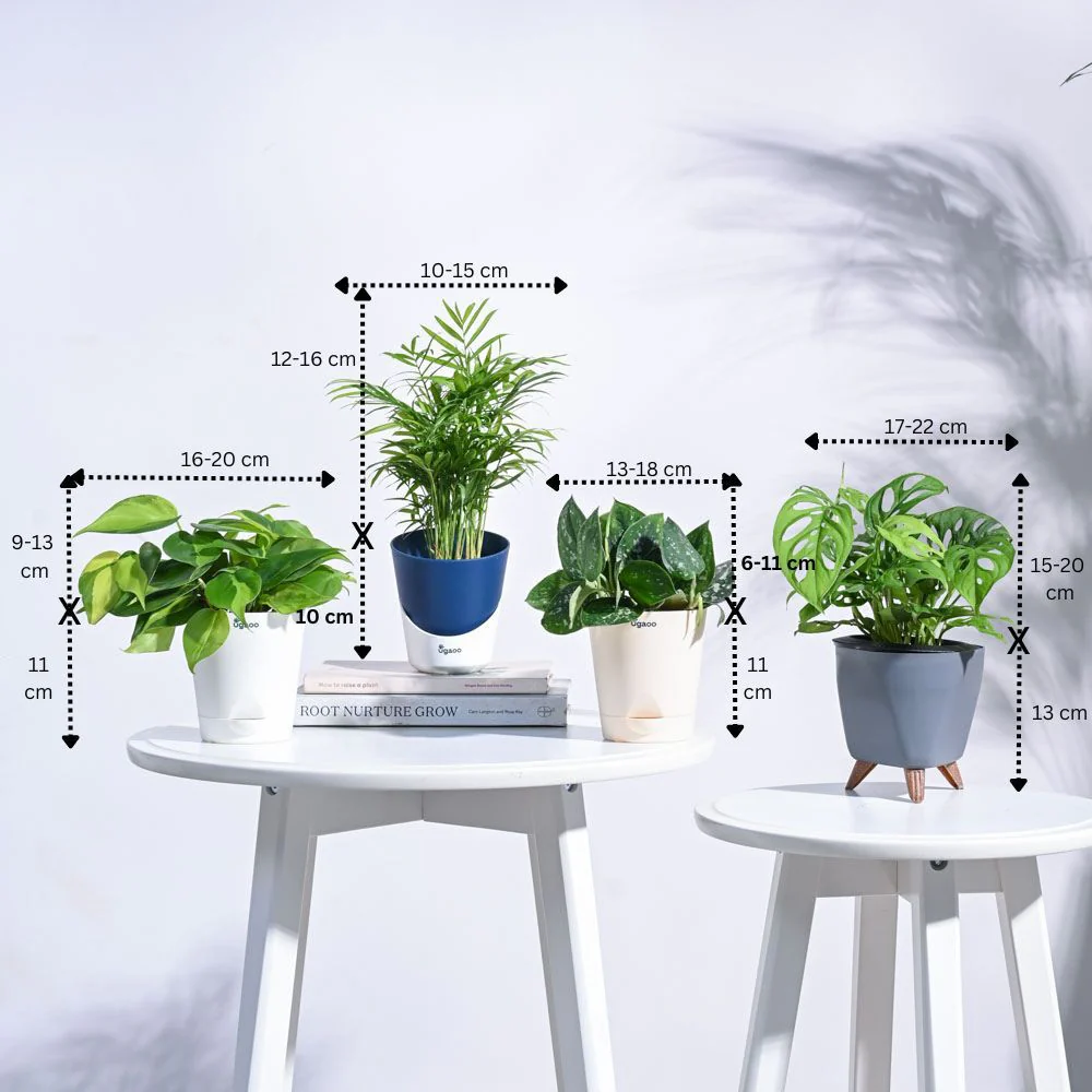 Tropical Wonder Indoor Plant Bundle - Image 3