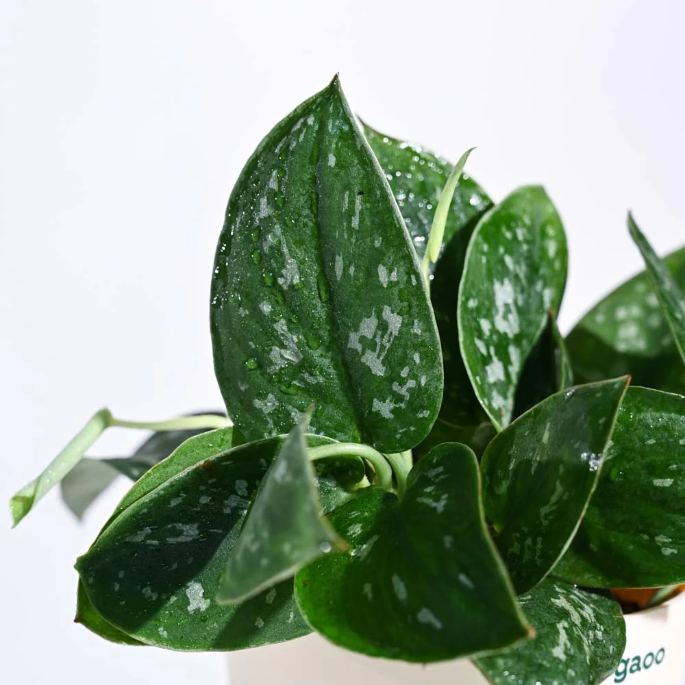 Tropical Wonder Indoor Plant Bundle - Image 7