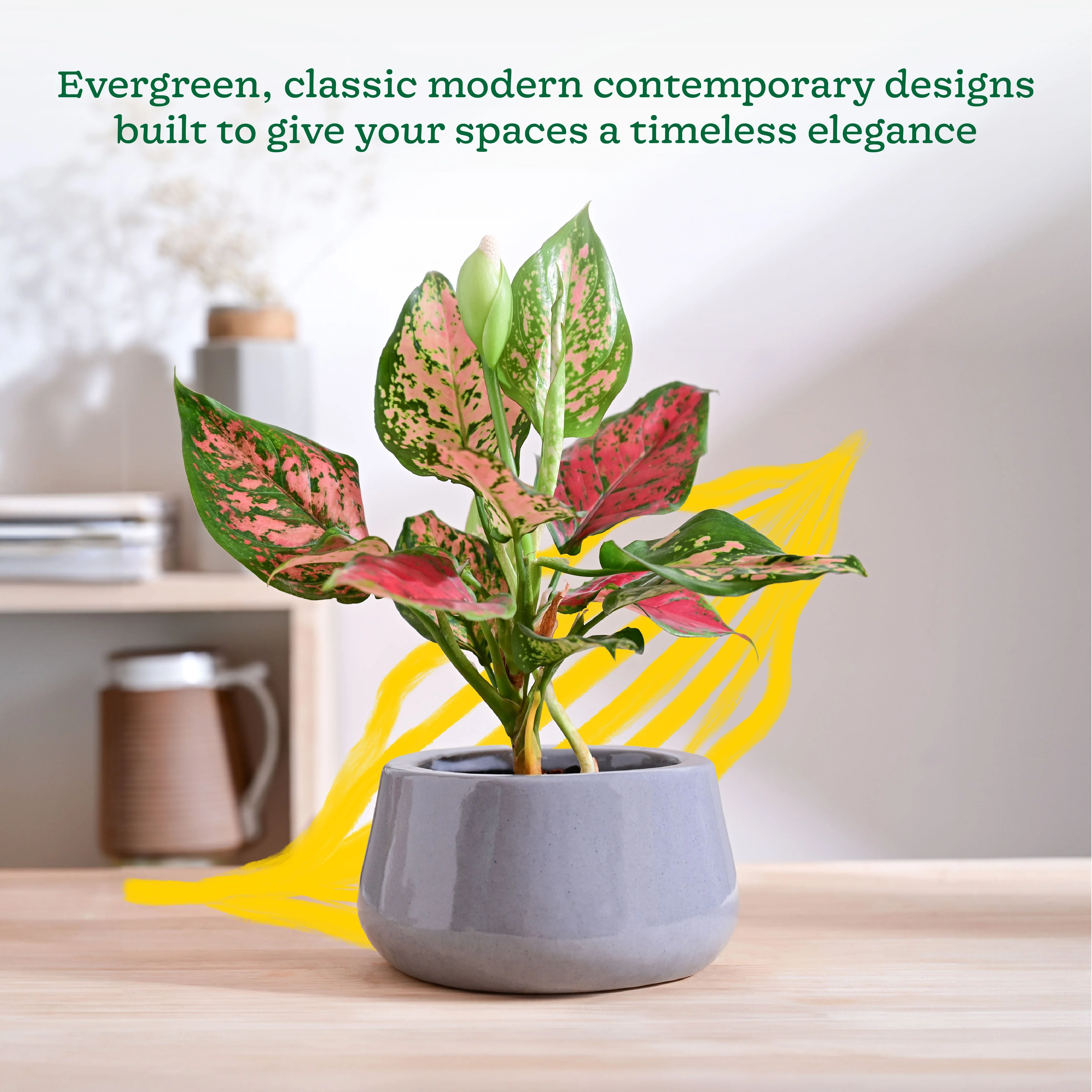 Tulip Fantasy Bowl Ceramic Planter - Image 11