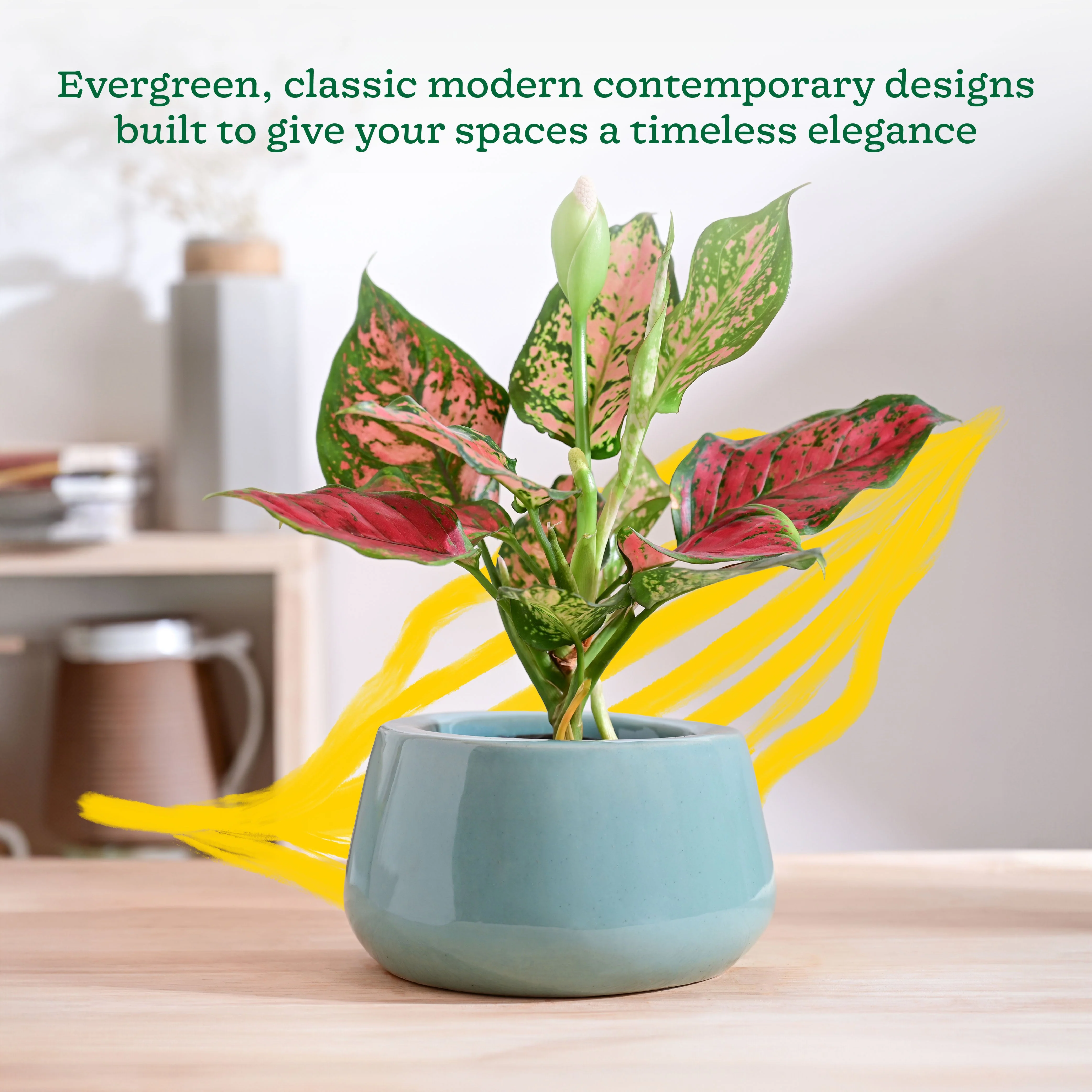 Tulip Fantasy Bowl Ceramic Planter - Image 3