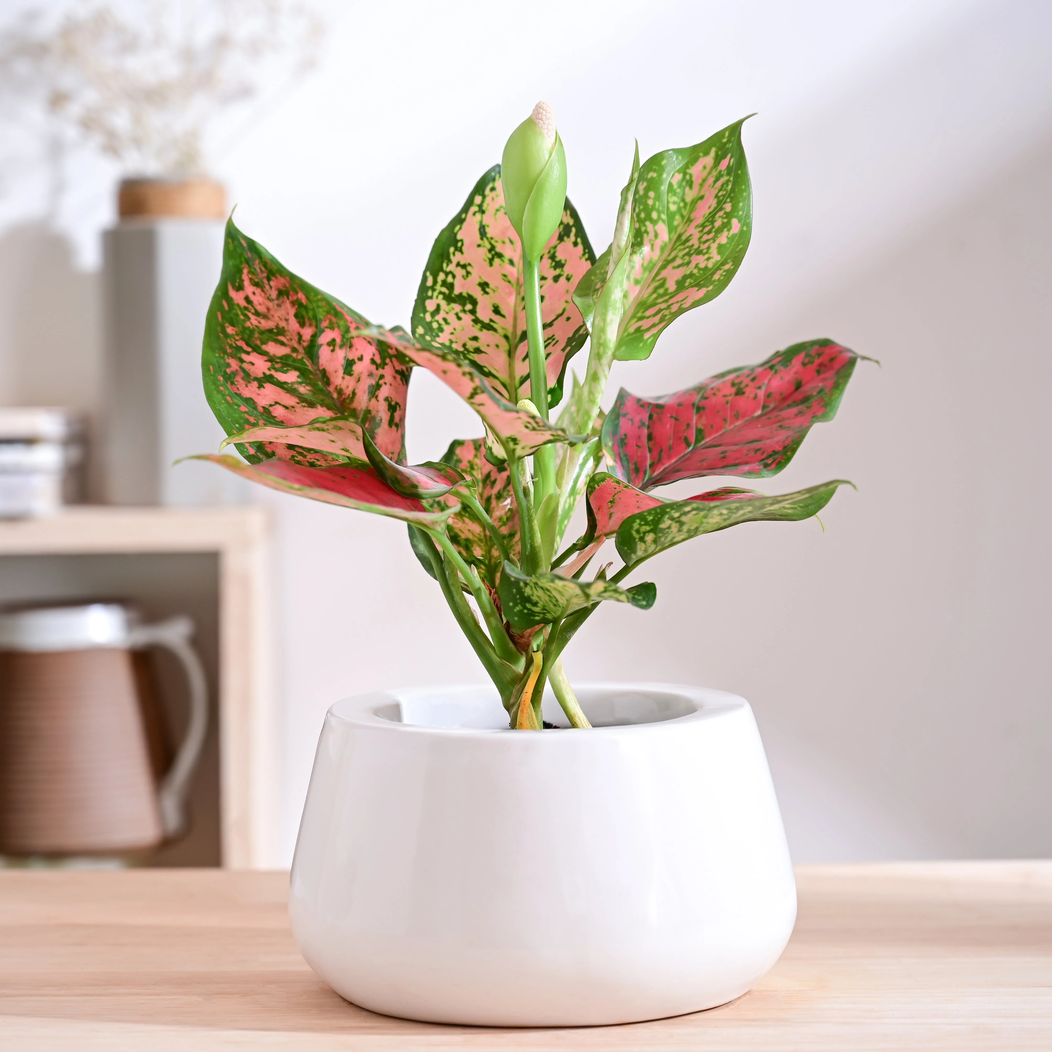 Tulip Fantasy Bowl Ceramic Planter - Image 40