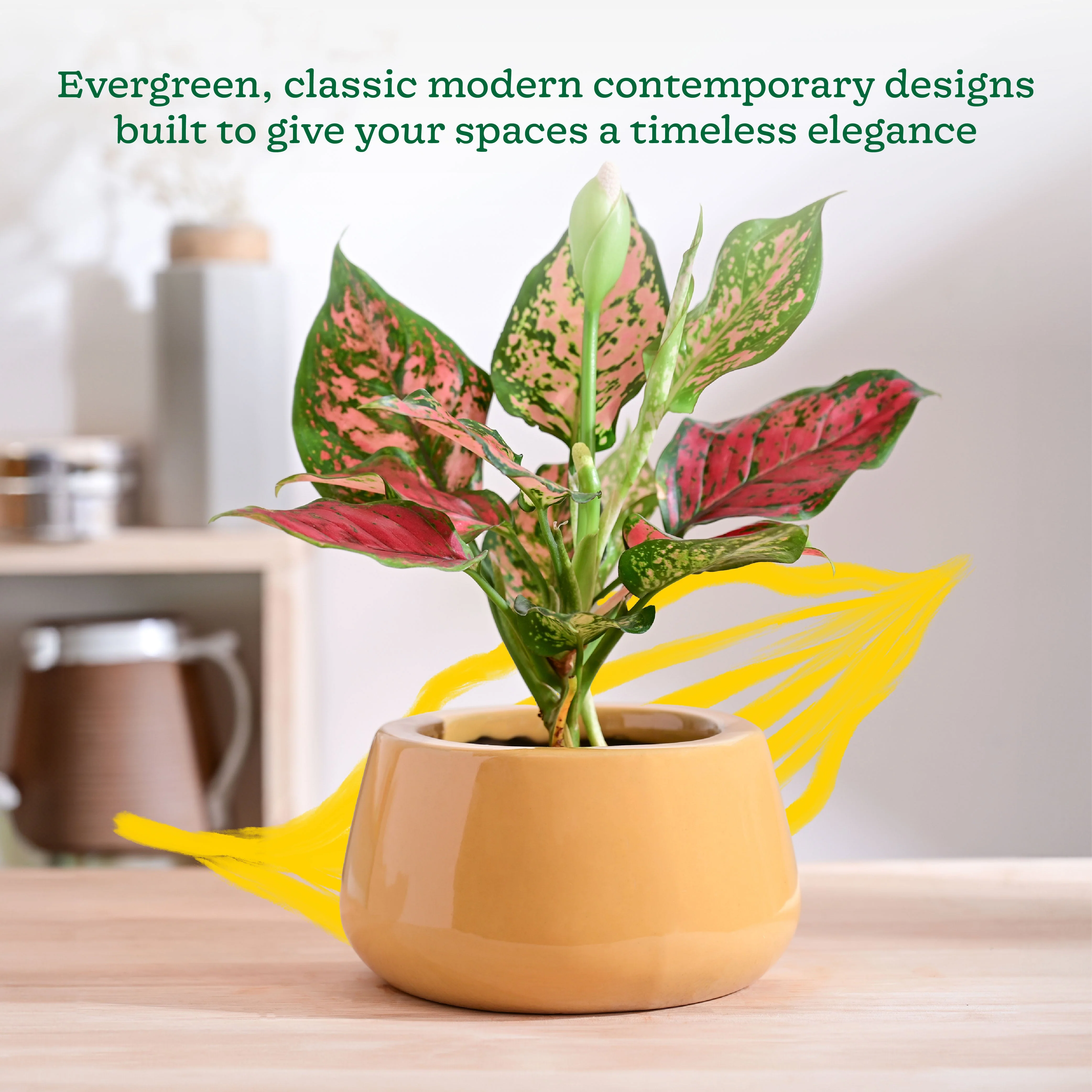 Tulip Fantasy Bowl Ceramic Planter - Image 49