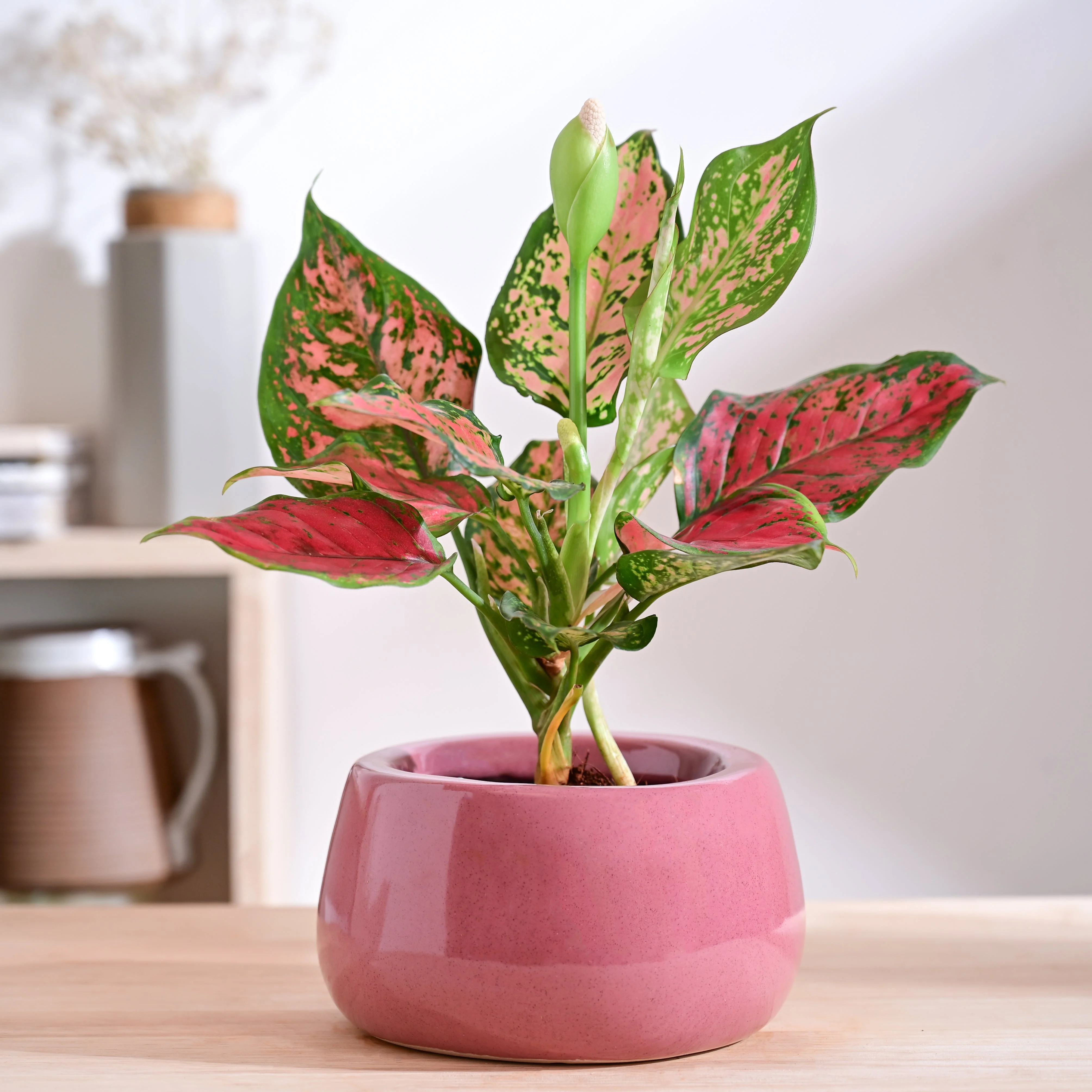 Tulip Fantasy Bowl Ceramic Planter - Image 56
