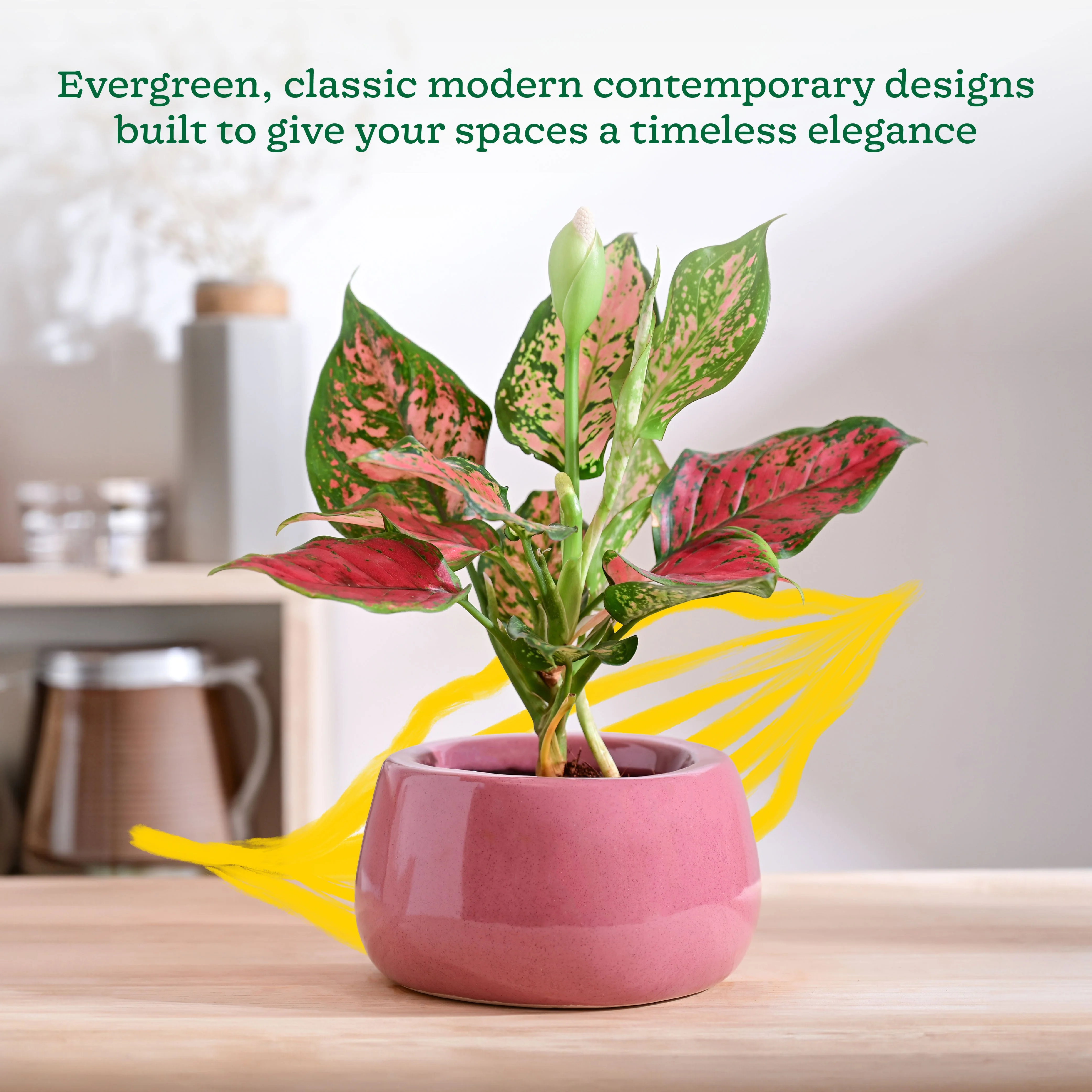 Tulip Fantasy Bowl Ceramic Planter - Image 57