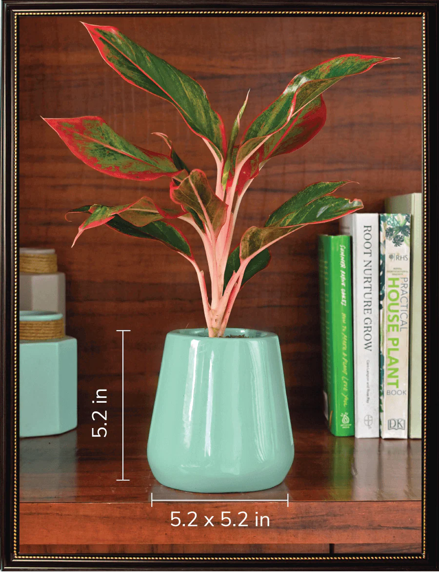 Tulip Fantasy Bundle - Aqua Green - Image 4