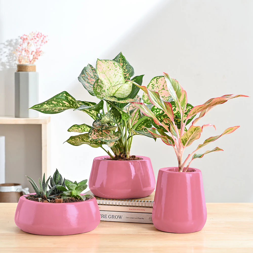 Tulip Fantasy Bundle - Magenta