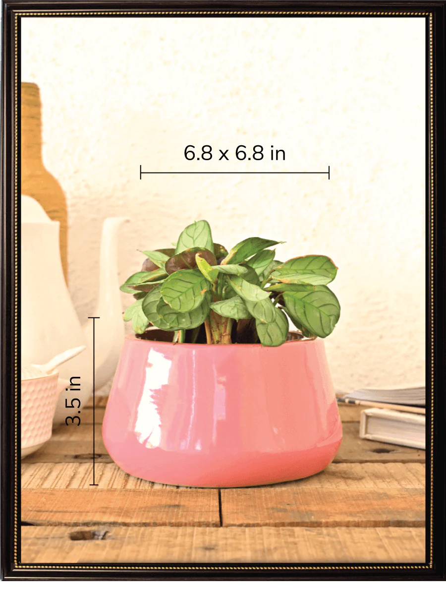 Tulip Fantasy Bundle - Magenta - Image 5