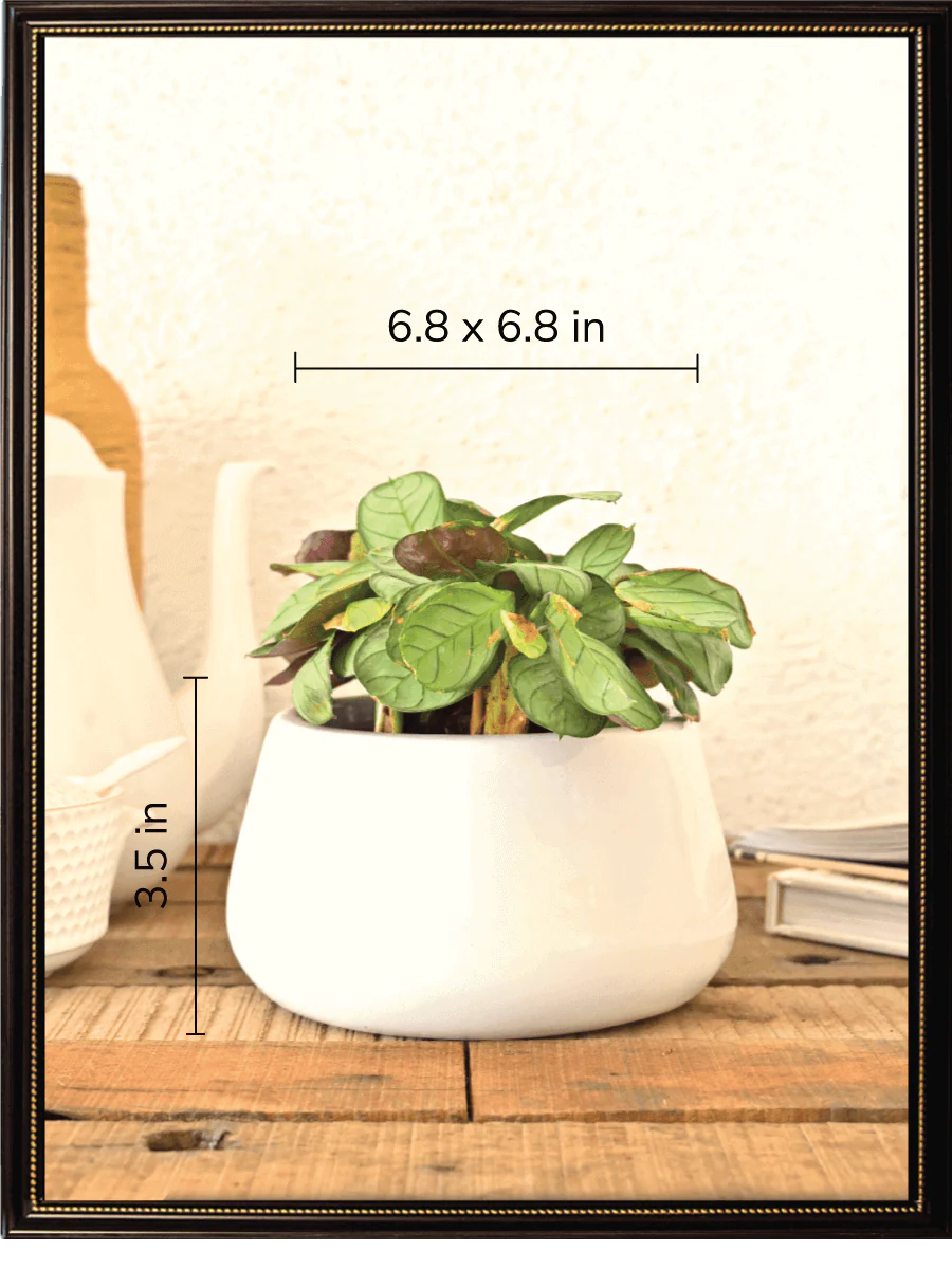 Tulip Fantasy Bundle - White - Image 5