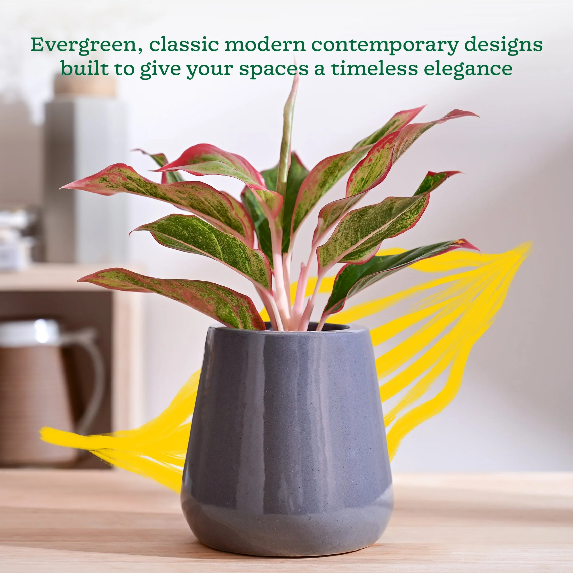 Tulip Fantasy Extra Small Ceramic Planter - Image 10