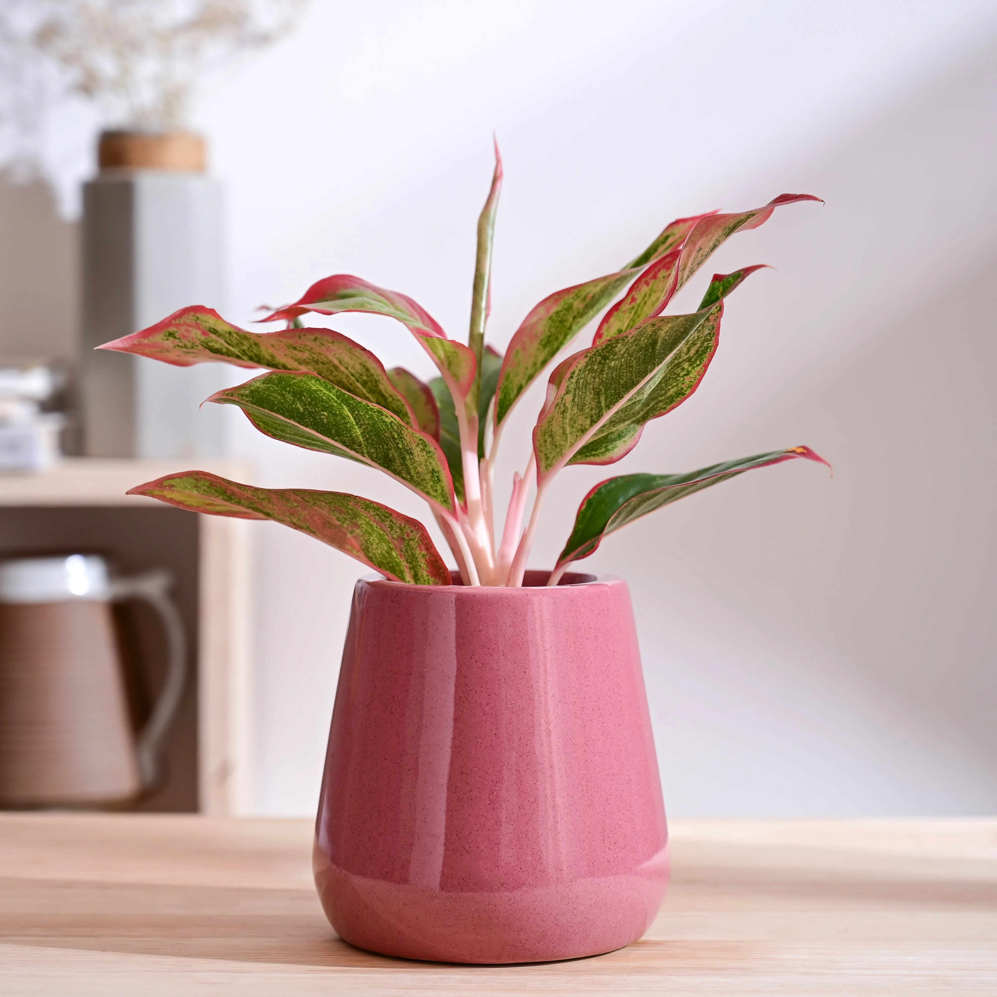 Tulip Fantasy Extra Small Ceramic Planter - Image 17