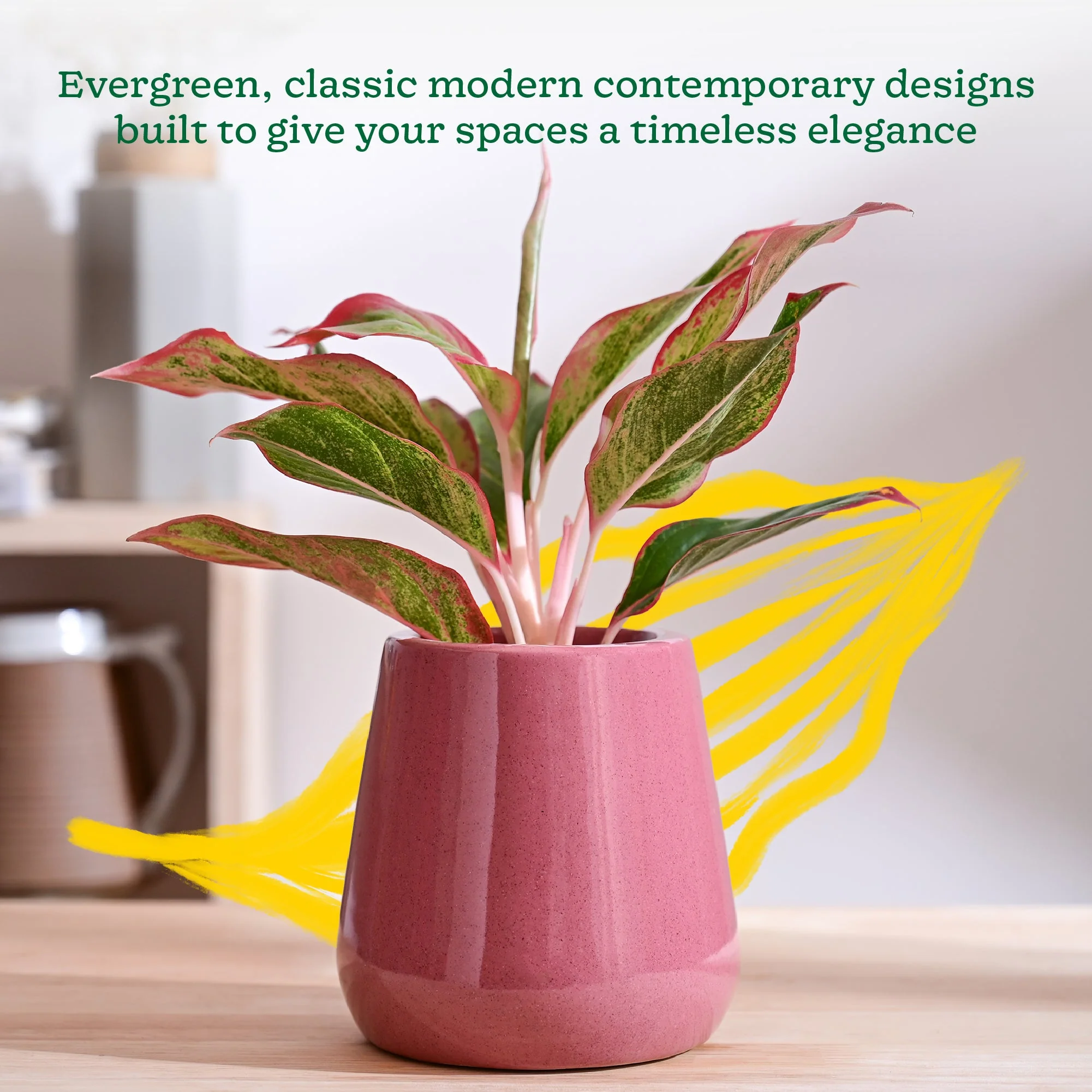 Tulip Fantasy Extra Small Ceramic Planter - Image 18