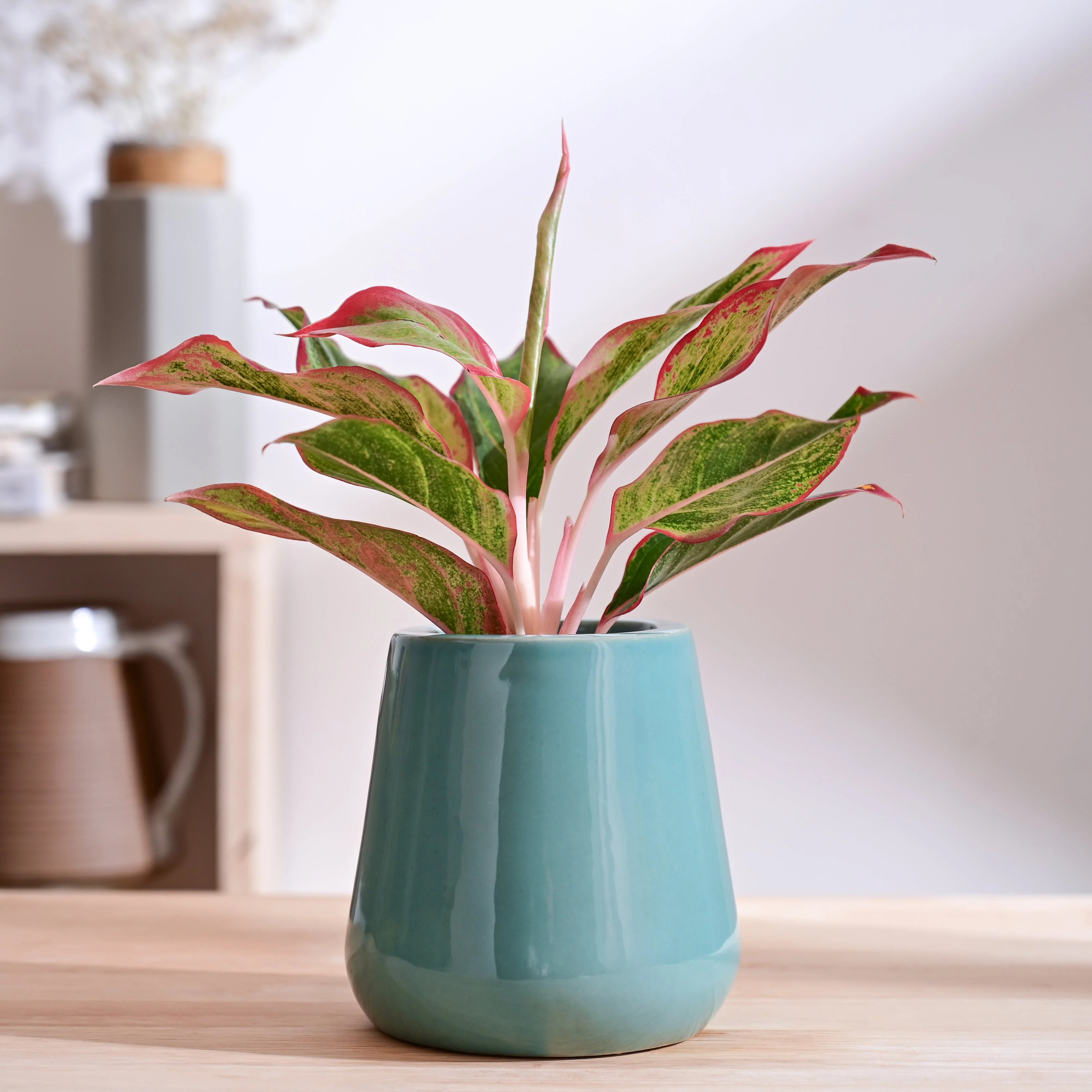 Tulip Fantasy Extra Small Ceramic Planter - Image 25
