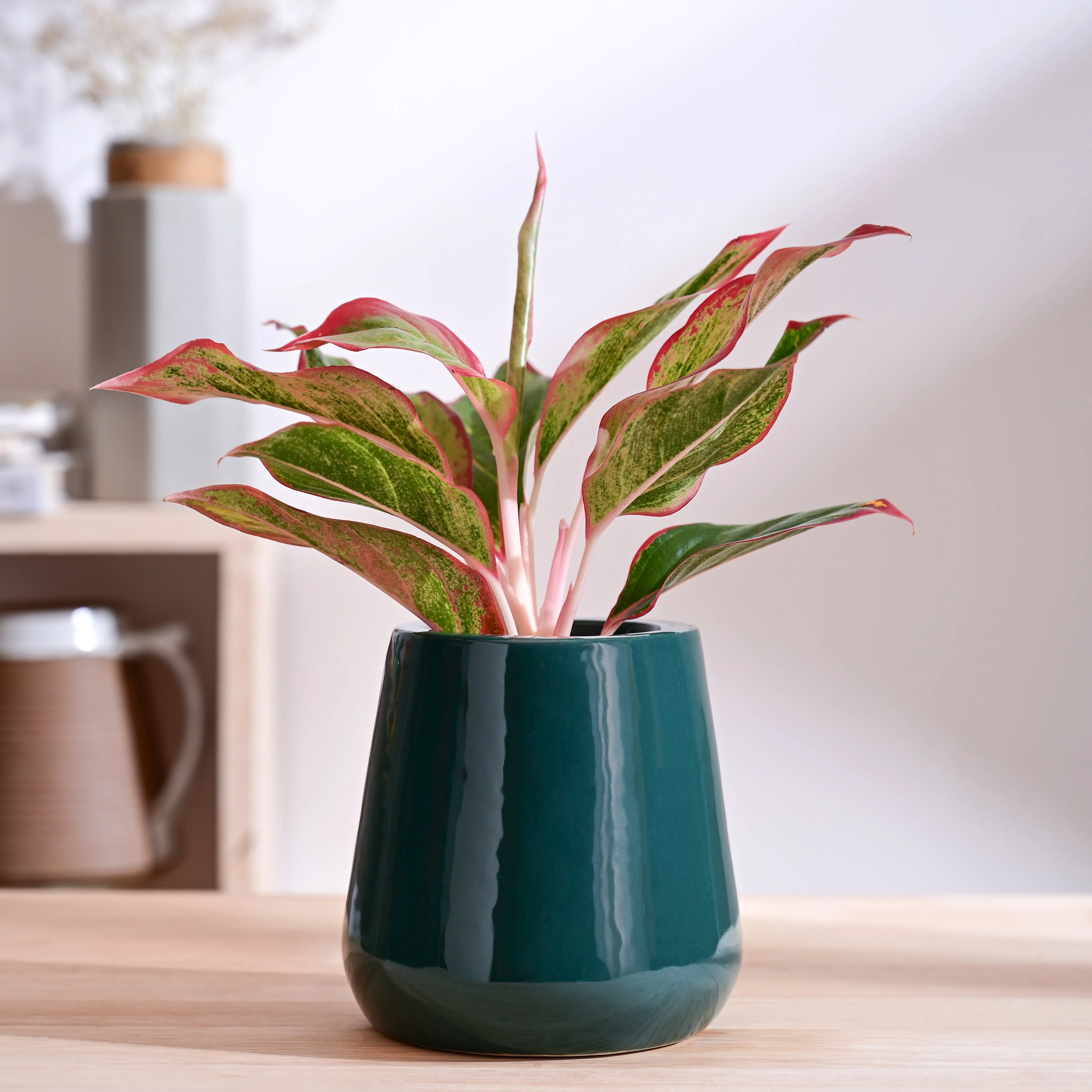 Tulip Fantasy Extra Small Ceramic Planter - Image 33