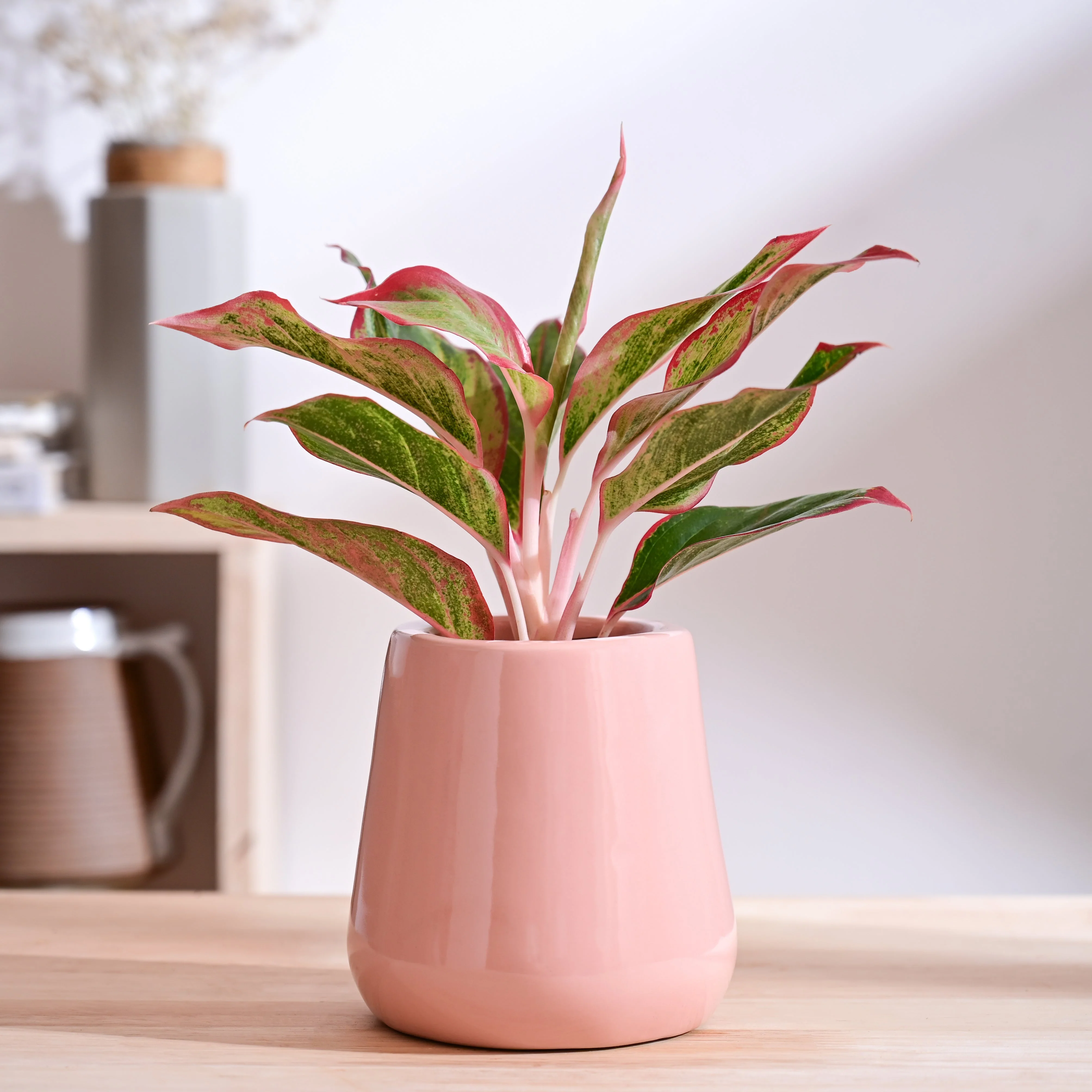Tulip Fantasy Extra Small Ceramic Planter - Image 41