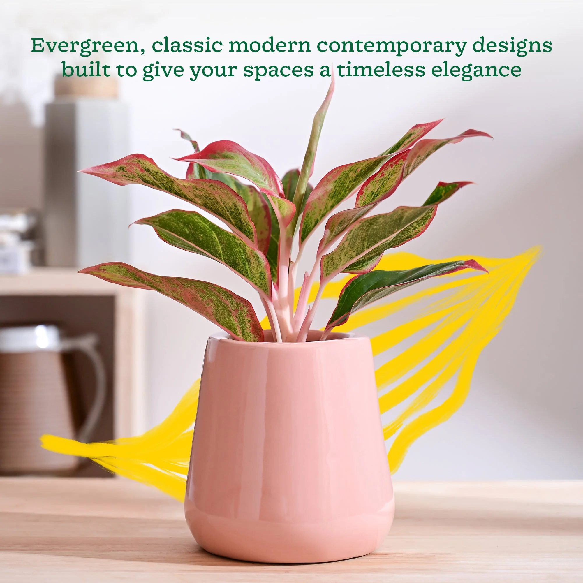 Tulip Fantasy Extra Small Ceramic Planter - Image 42
