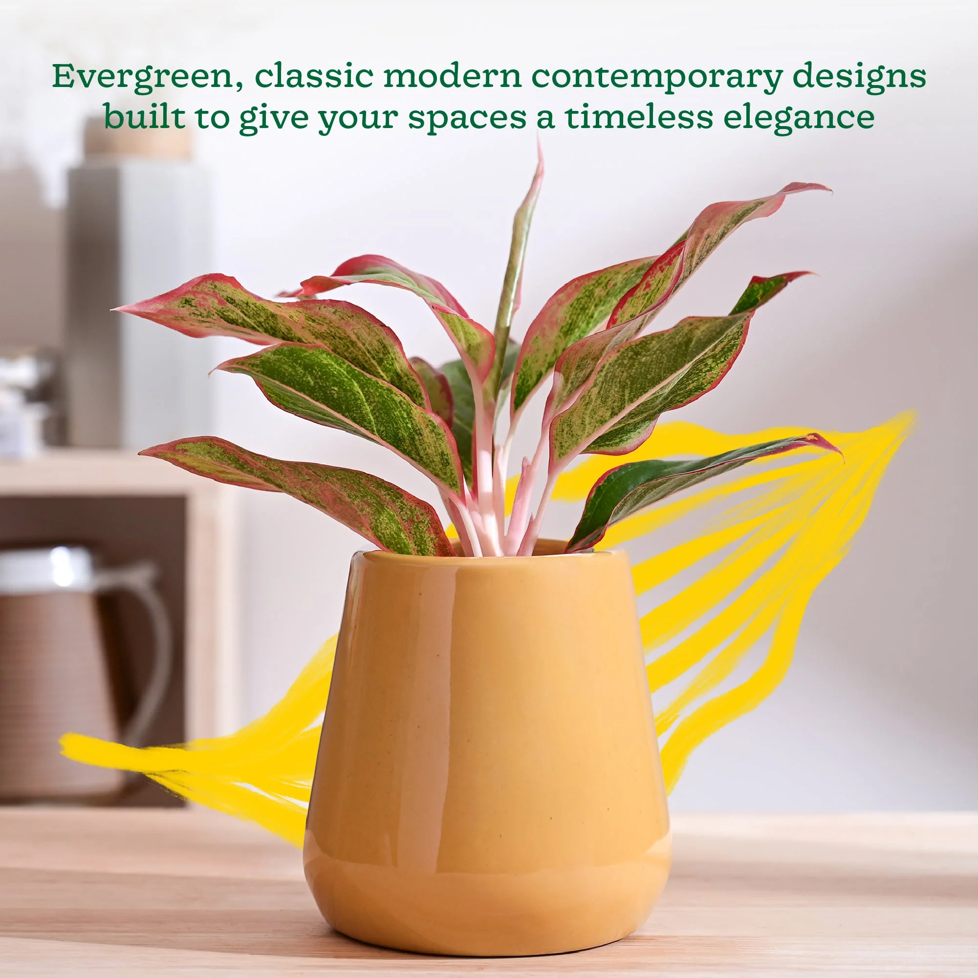 Tulip Fantasy Extra Small Ceramic Planter - Image 58