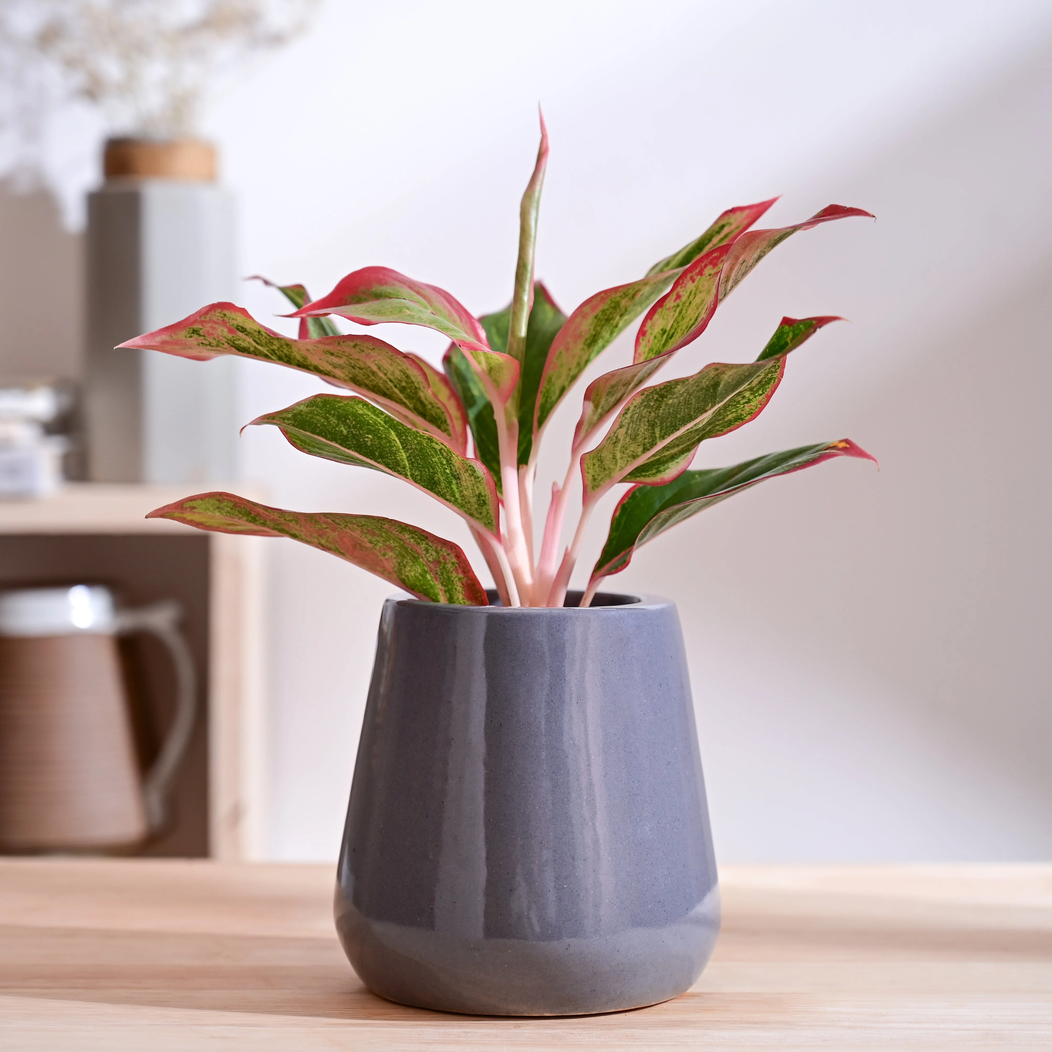 Tulip Fantasy Extra Small Ceramic Planter - Image 9