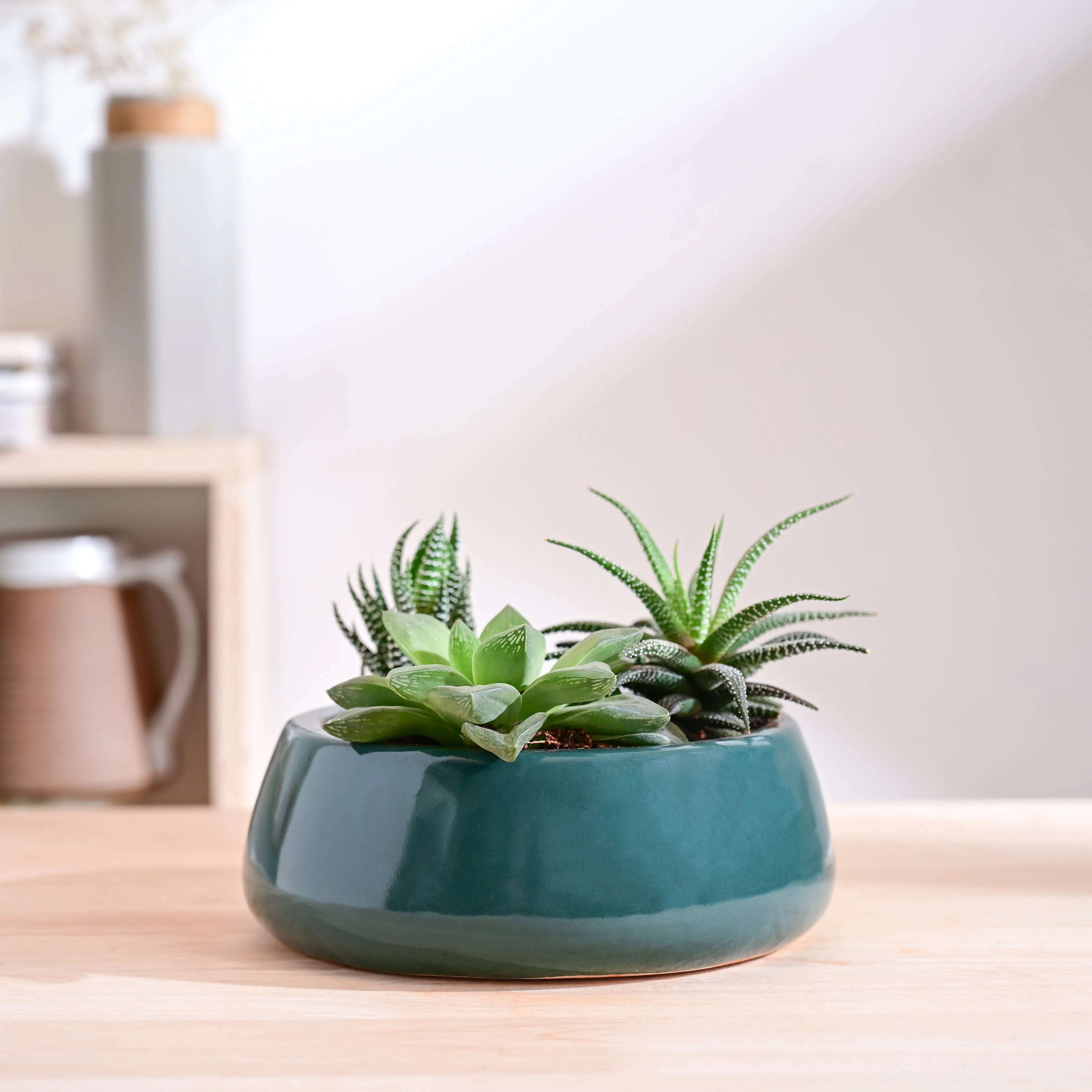 Tulip Fantasy Flat Ceramic Planter - Image 33