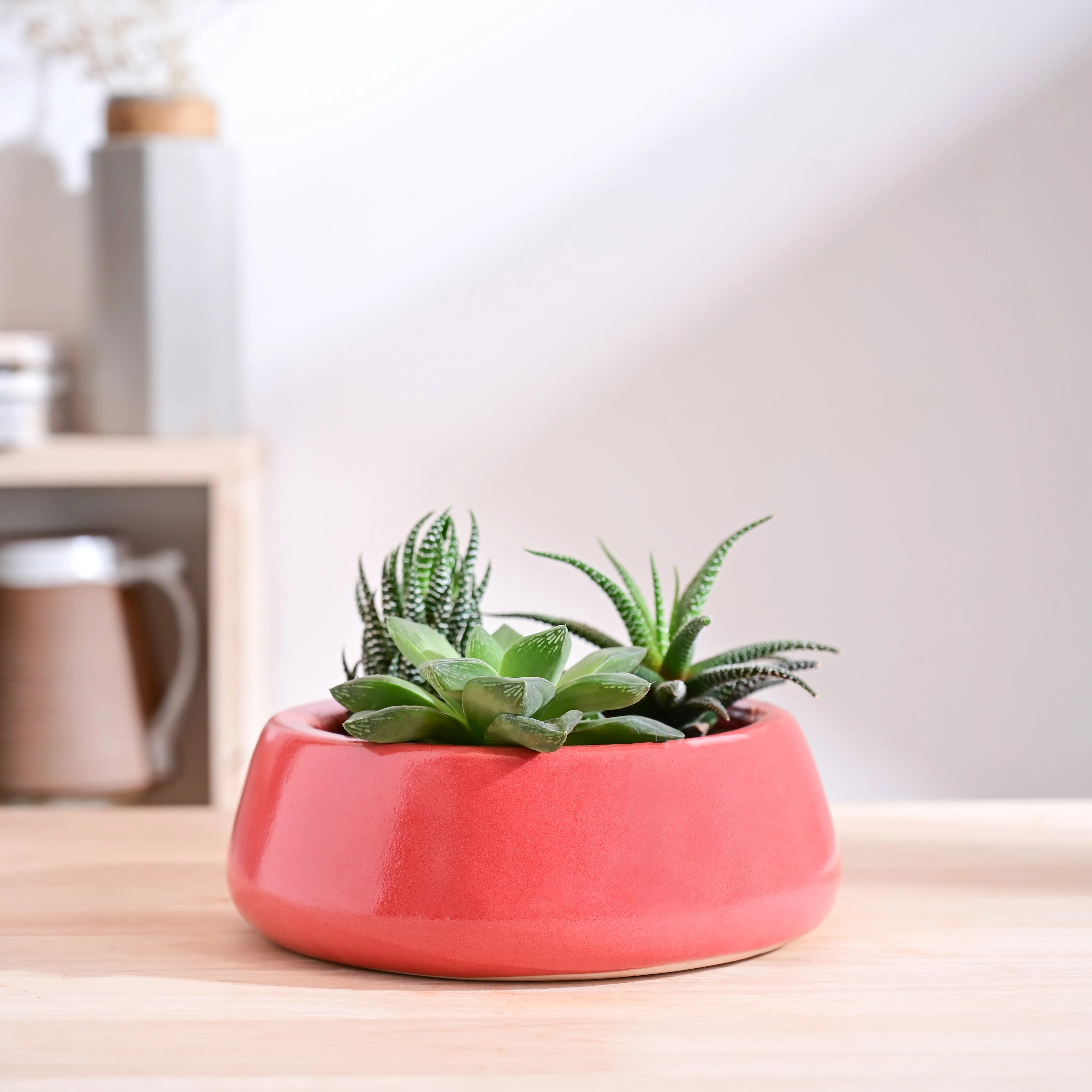 Tulip Fantasy Flat Ceramic Planter - Image 57