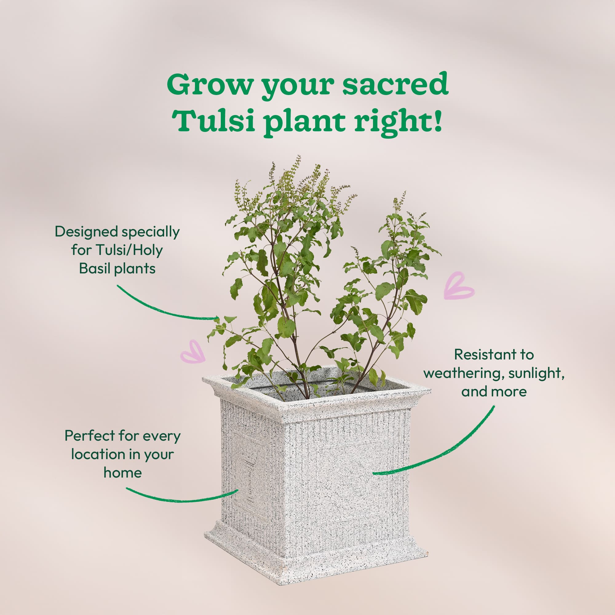 Tulsi Pot for Home - Image 11