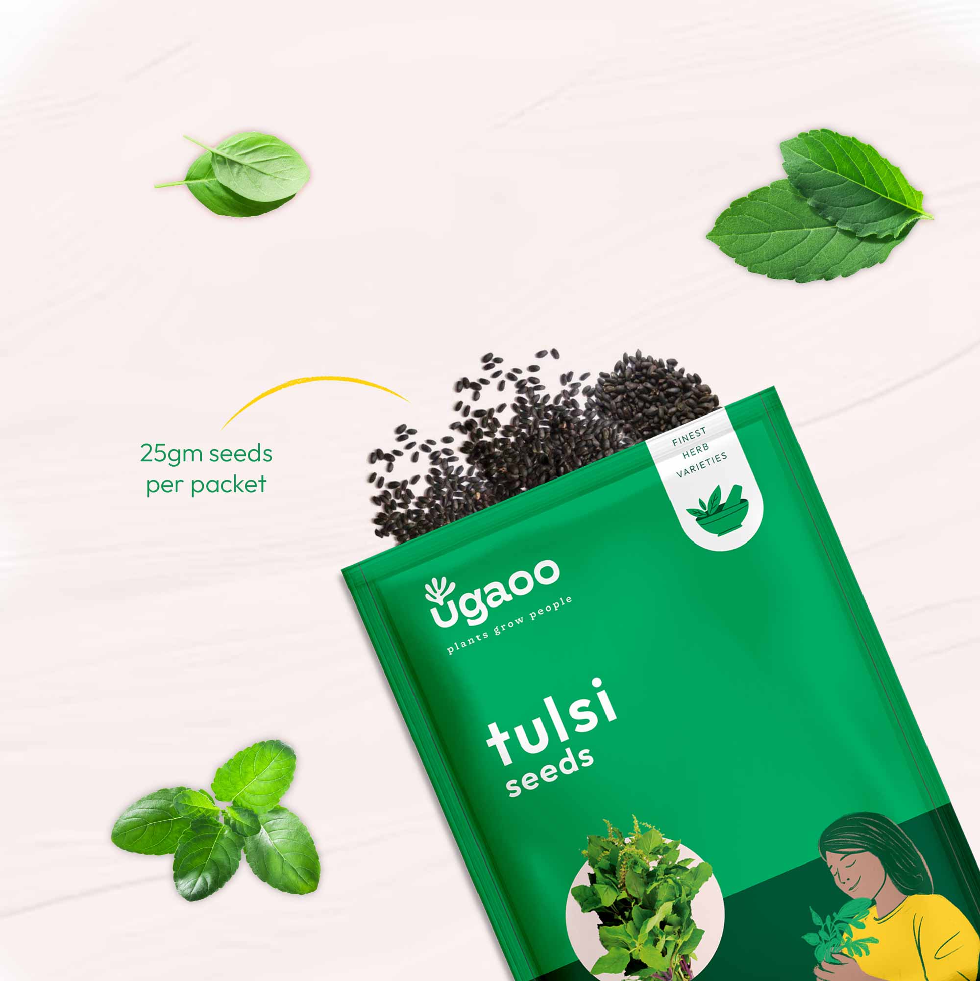 Tulsi Seeds (Holy Basil) - Image 12