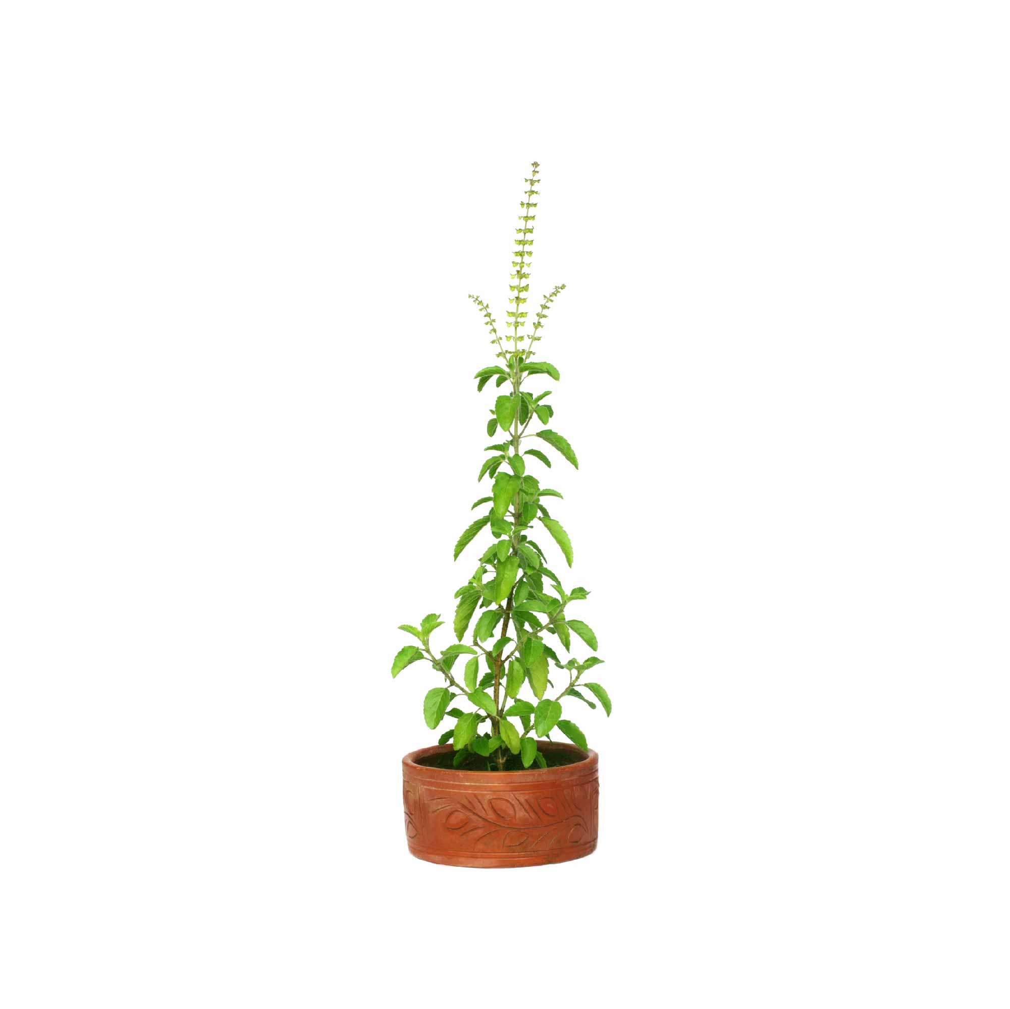 Tulsi Seeds (Holy Basil) - Image 18