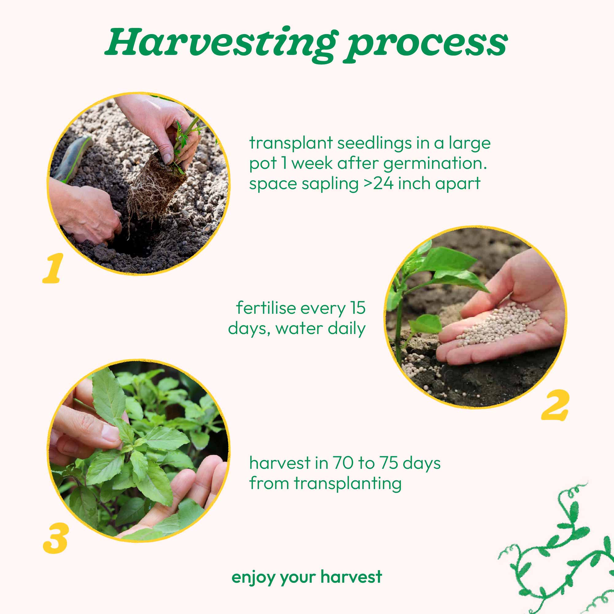 Tulsi Seeds (Holy Basil) - Image 5