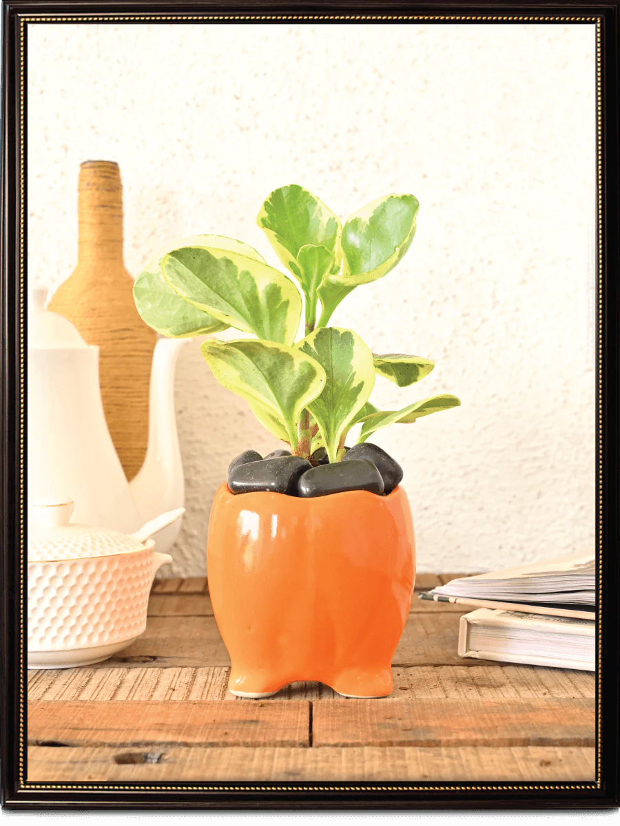 Tusker Ceramic Pot (4 Inch Diameter) - Image 3