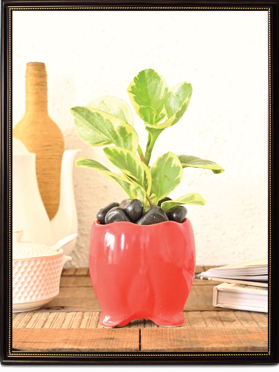 Tusker Ceramic Pot (4 Inch Diameter) - Image 4