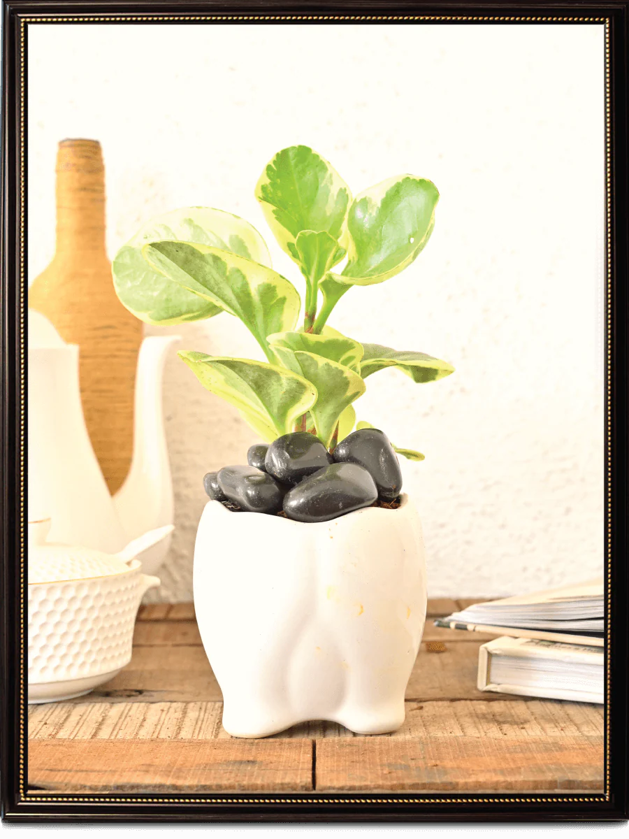 Tusker Ceramic Pot (4 Inch Diameter) - Image 6