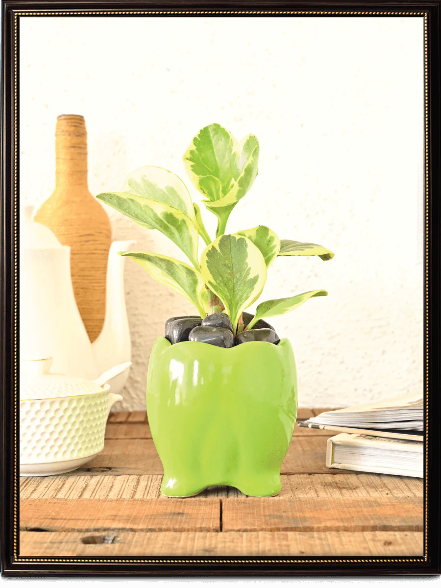 Tusker Ceramic Pot (4 Inch Diameter) - Image 8