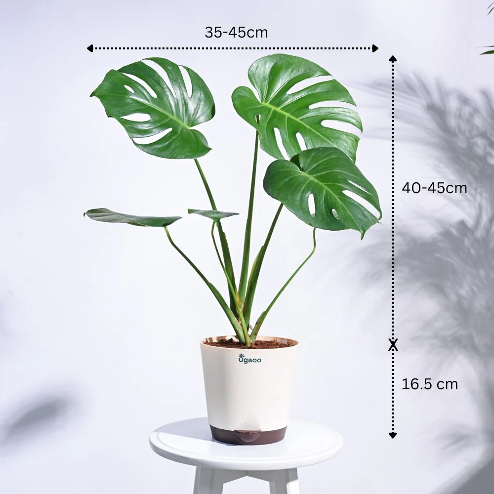 Urban Jungle Indoor Plant Bundle - Image 6