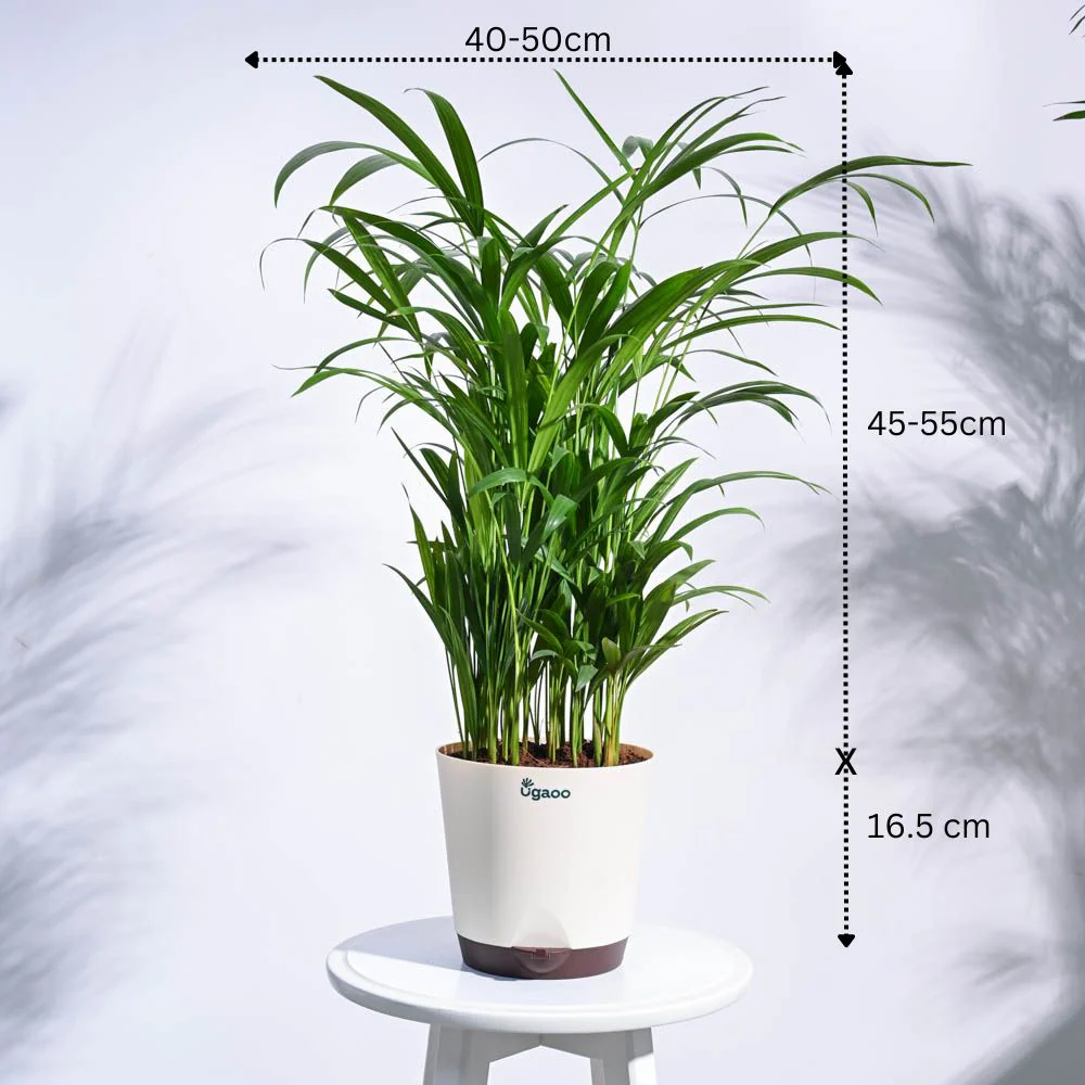 Urban Jungle Indoor Plant Bundle - Image 8