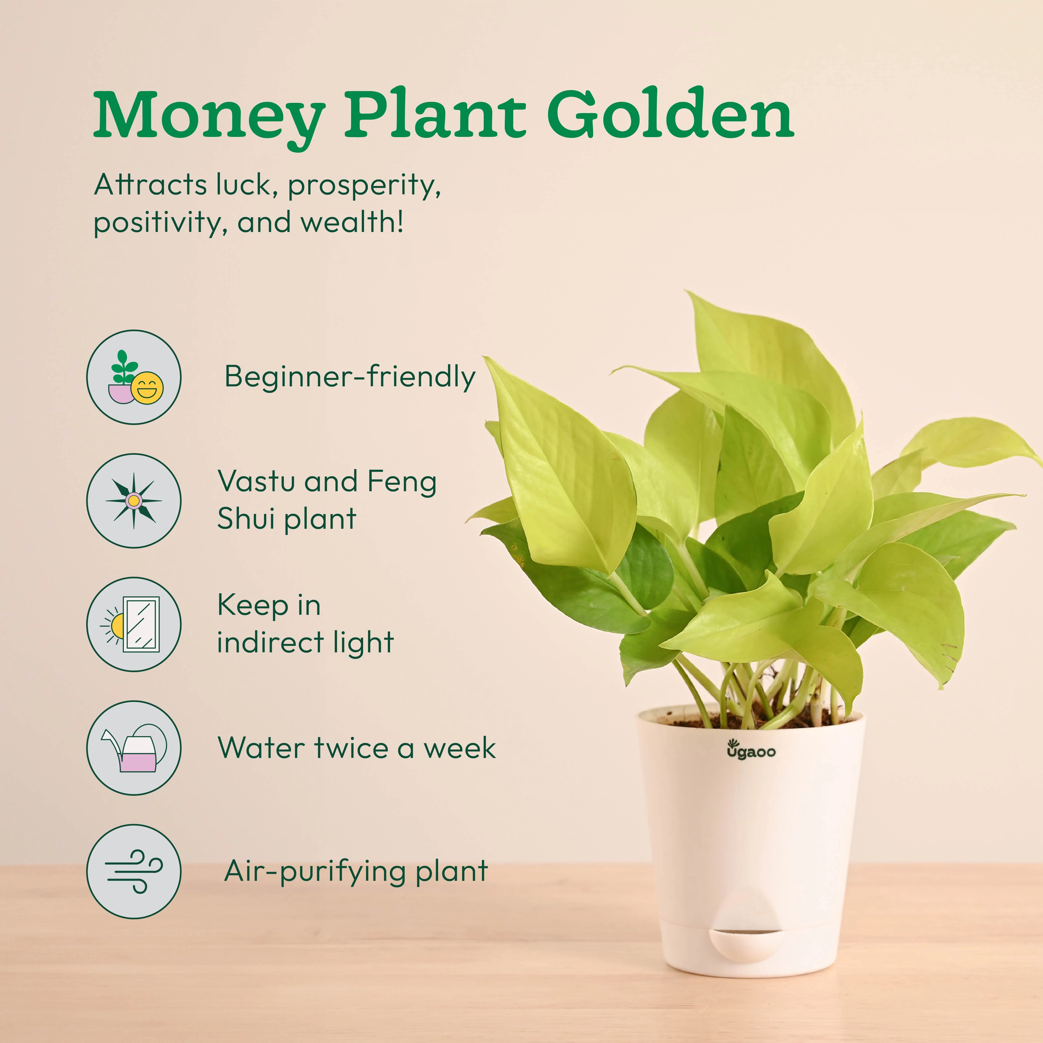 Vastu & Feng Shui Lucky Plant Combo - Good Luck Plants for Home - Image 4