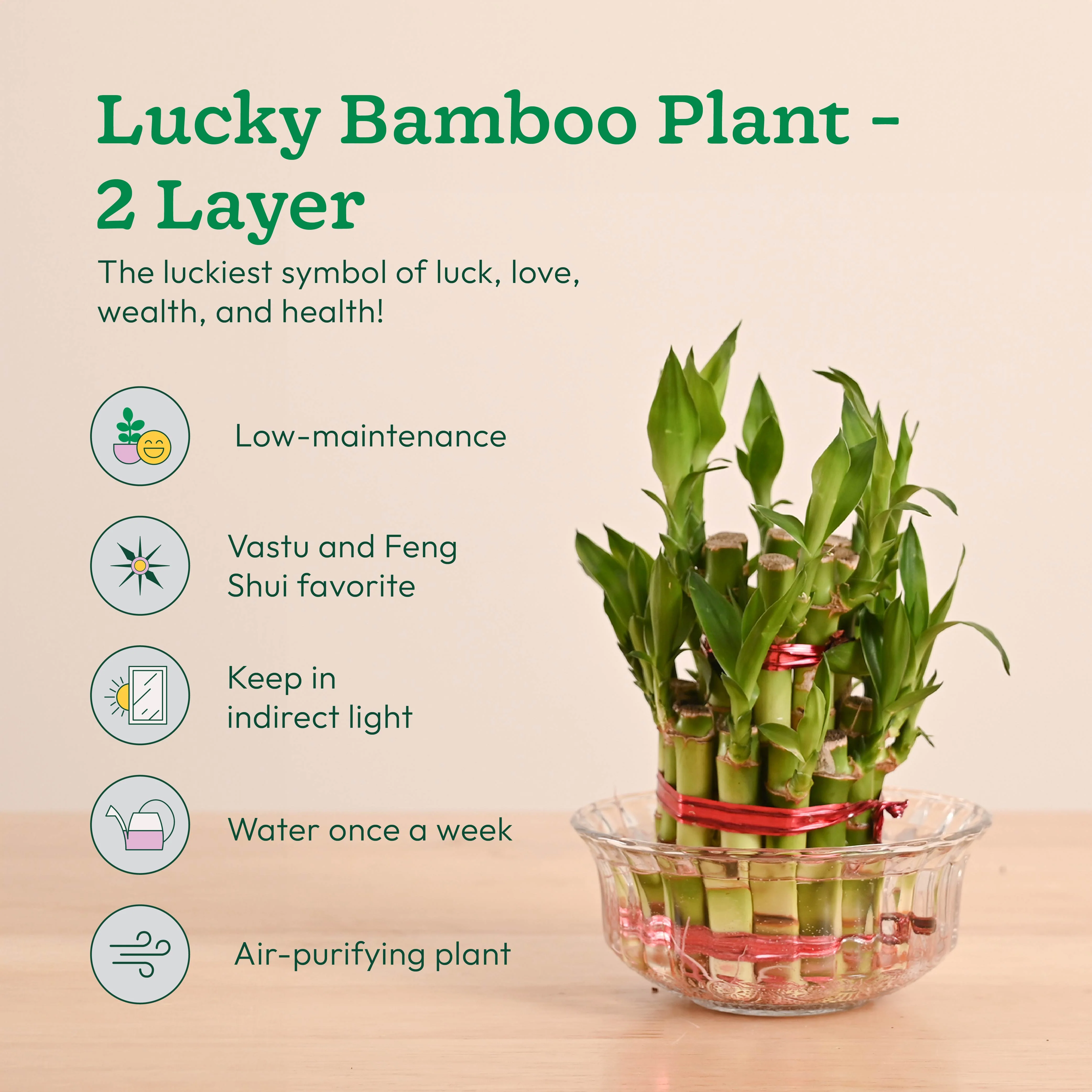 Vastu & Feng Shui Lucky Plant Combo - Good Luck Plants for Home - Image 5