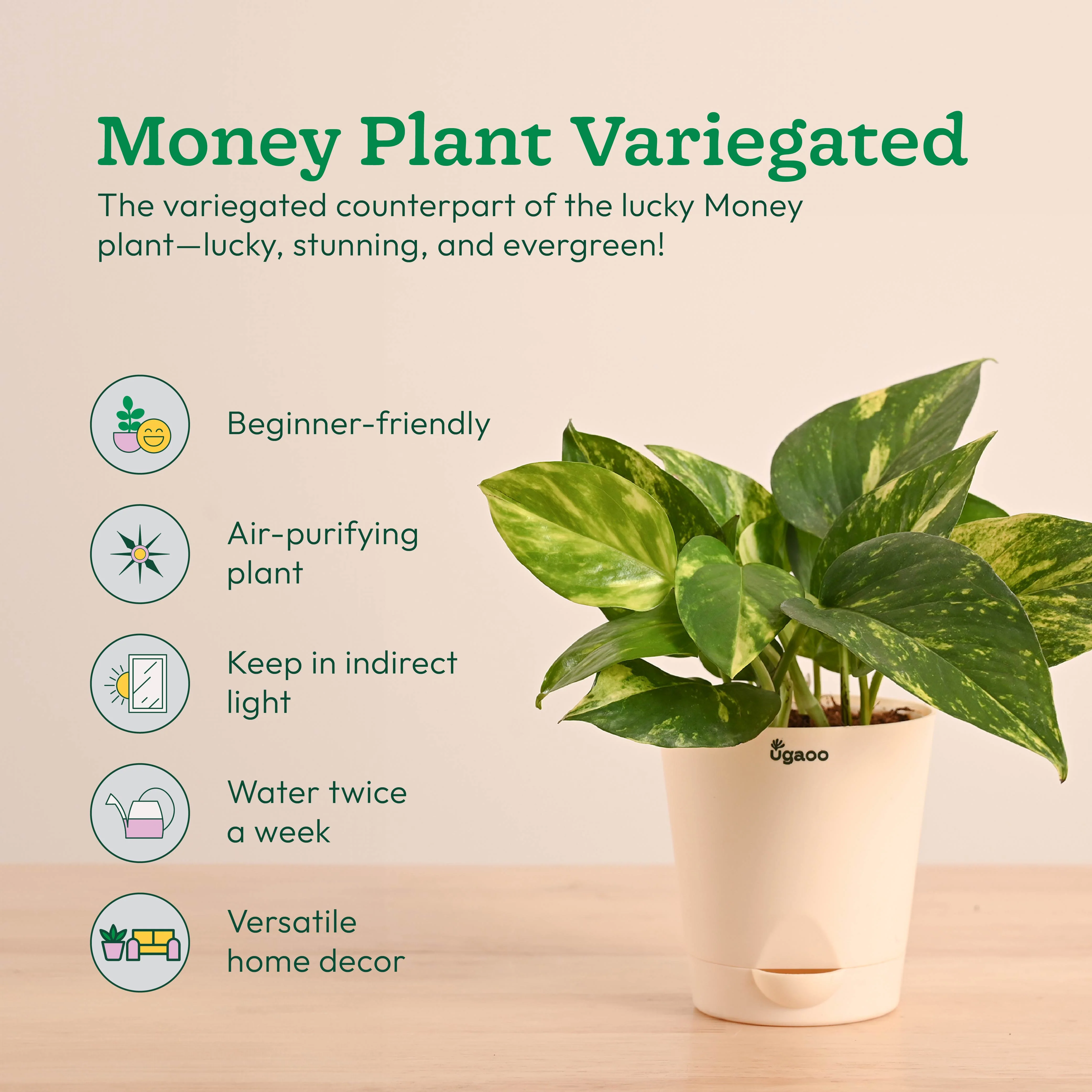 Vastu & Feng Shui Lucky Plant Combo - Good Luck Plants for Home - Image 6
