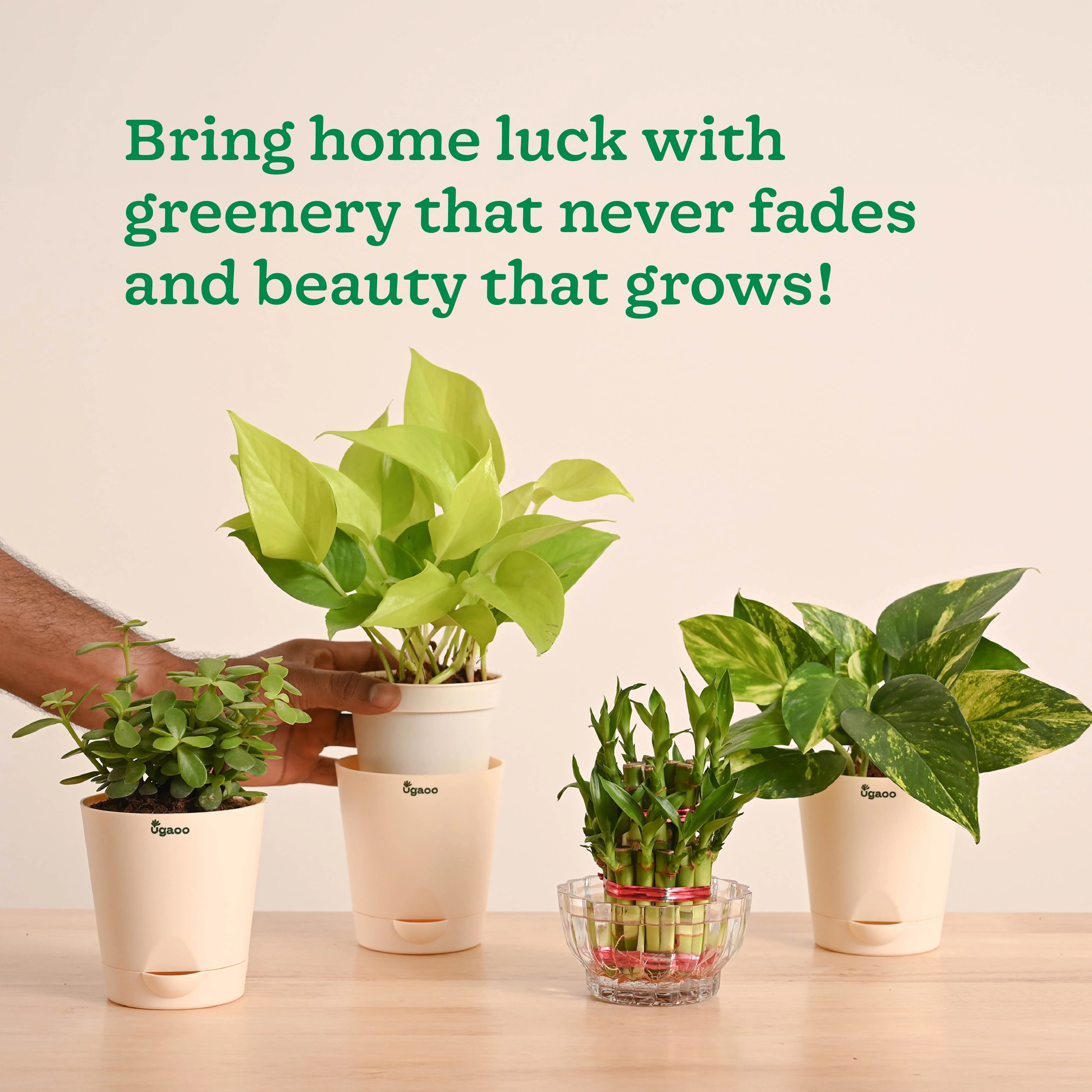 Vastu & Feng Shui Lucky Plant Combo - Good Luck Plants for Home - Image 7