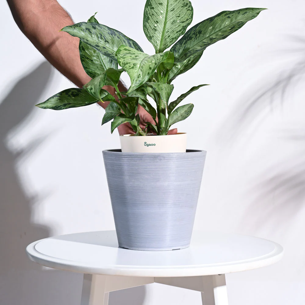 Venice Planter - Image 40