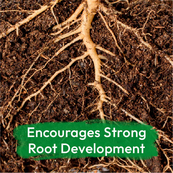 Vermicompost - Image 4
