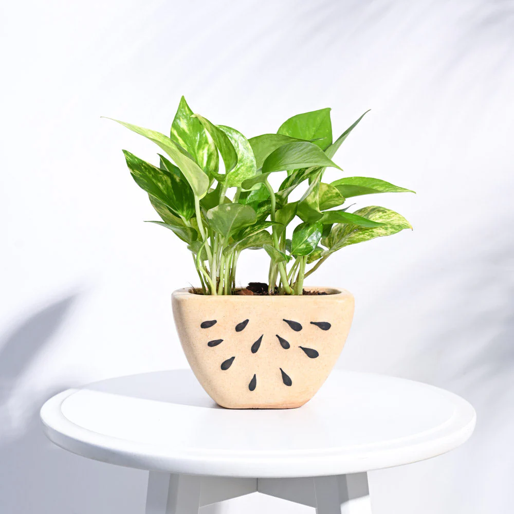 Watermelon Ceramic Planter (5.5 Inch Width) - Image 5