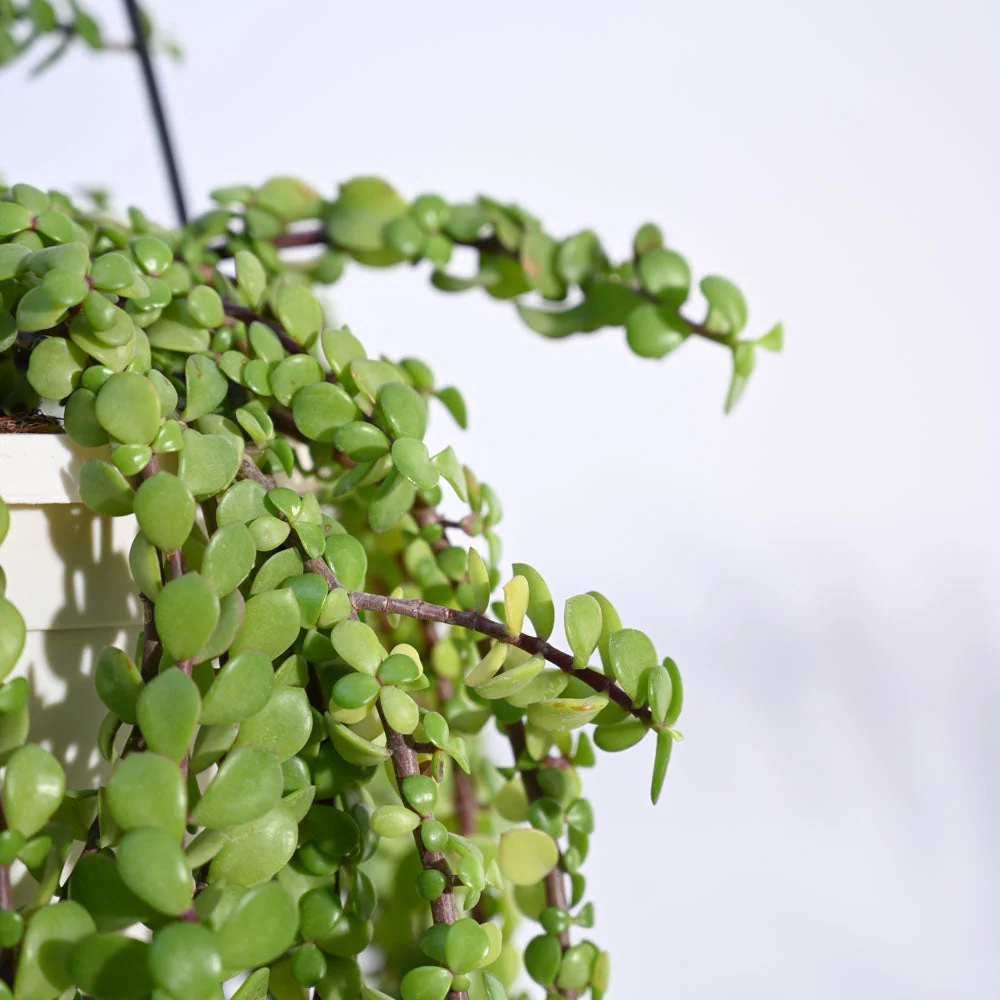 Trailing Jade(Weeping Jade) With Hanging Pot - Image 2